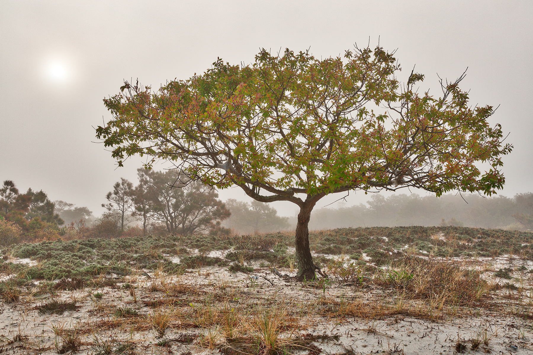 Glowing mist of assateague island - hdr photo