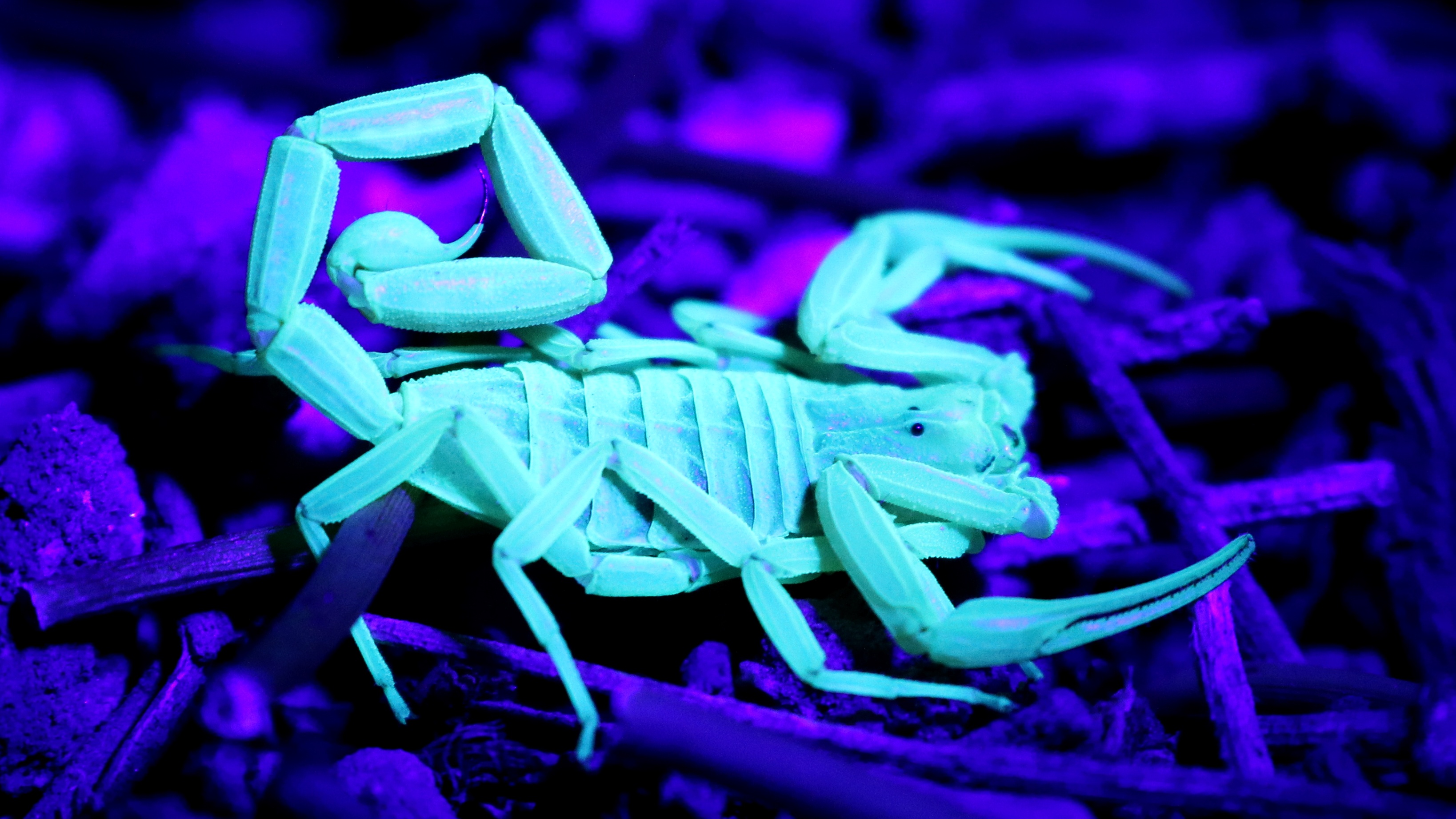 Glowing scorpion photo