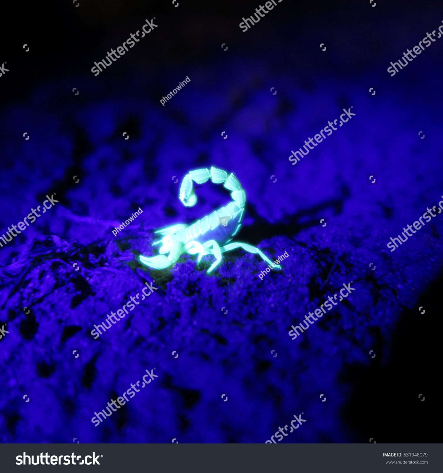 Scorpion Glowing Vibrant Green Being Exposed Stock Photo (Royalty ...