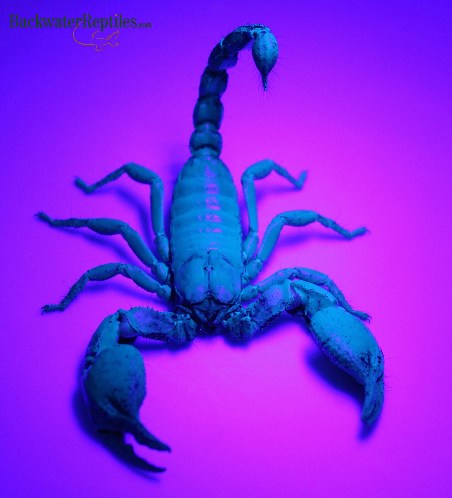 Do Scorpions Glow in the Dark?