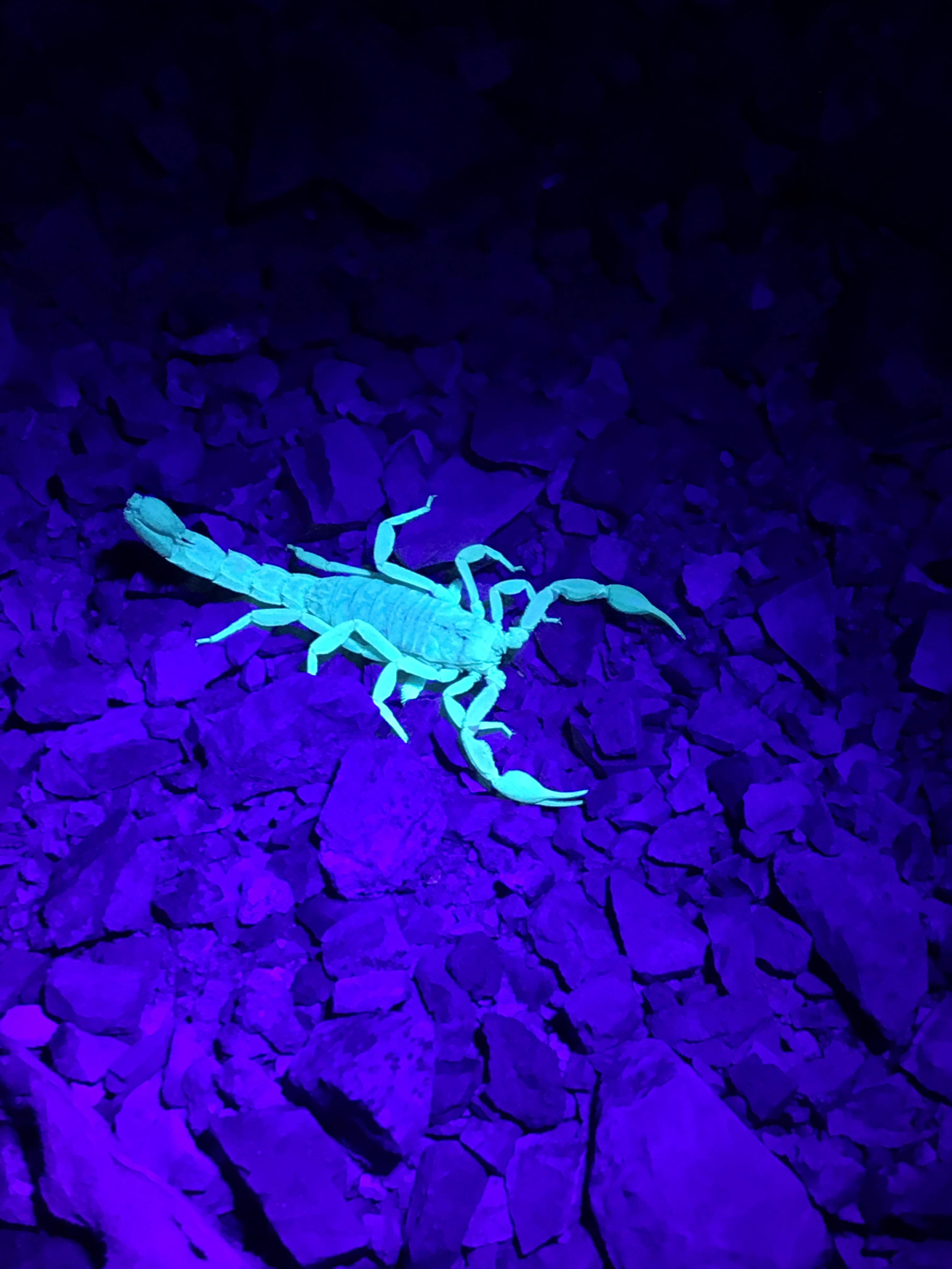 Scorpion glowing under blacklight - Imgur