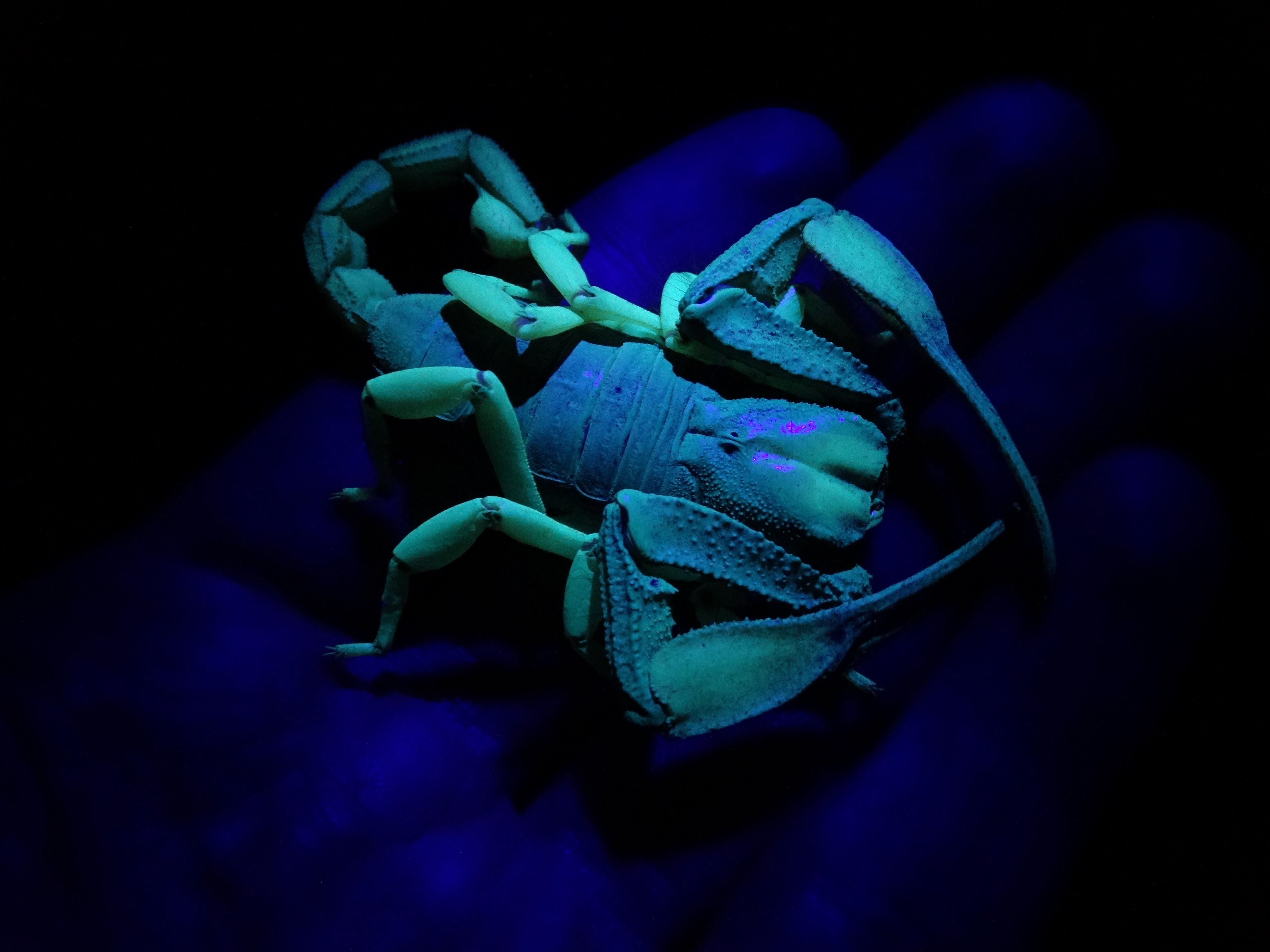 Catching Giant Glow in the Dark Scorpions | Herping South Africa ...