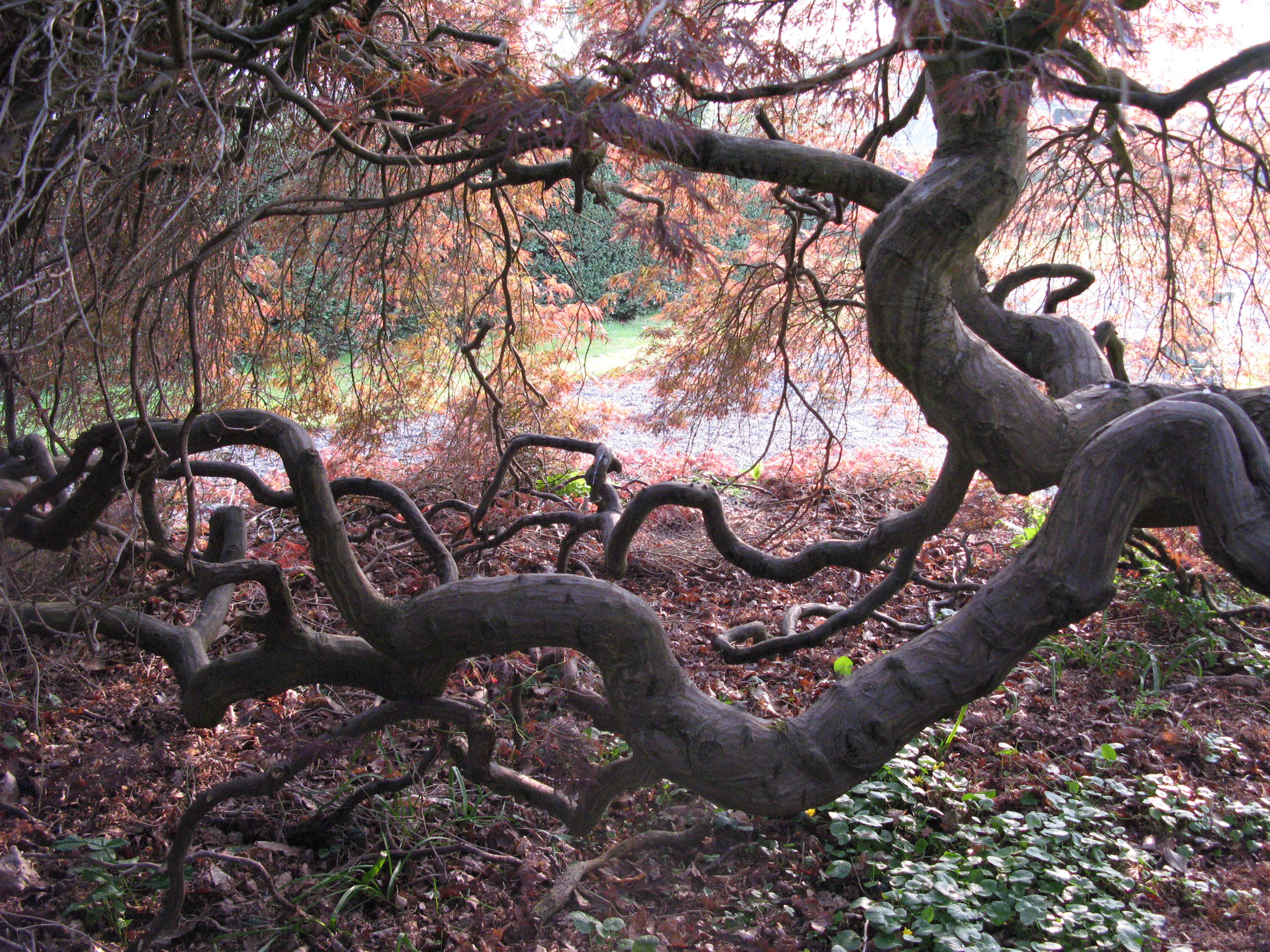 Gnarled Tree Wales – photo Mara – Creative Renewal