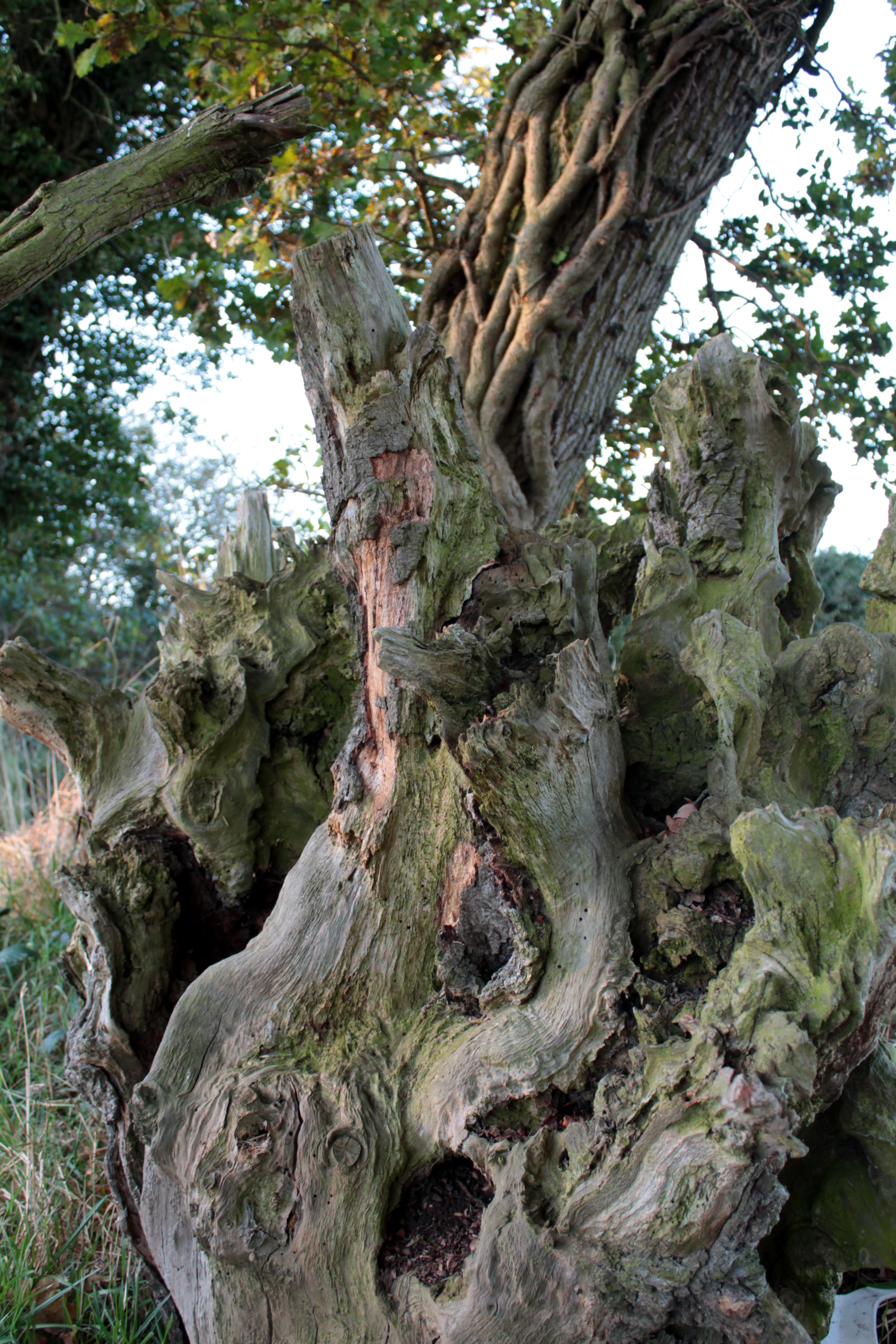 gnarled tree | The Sproutling Writes