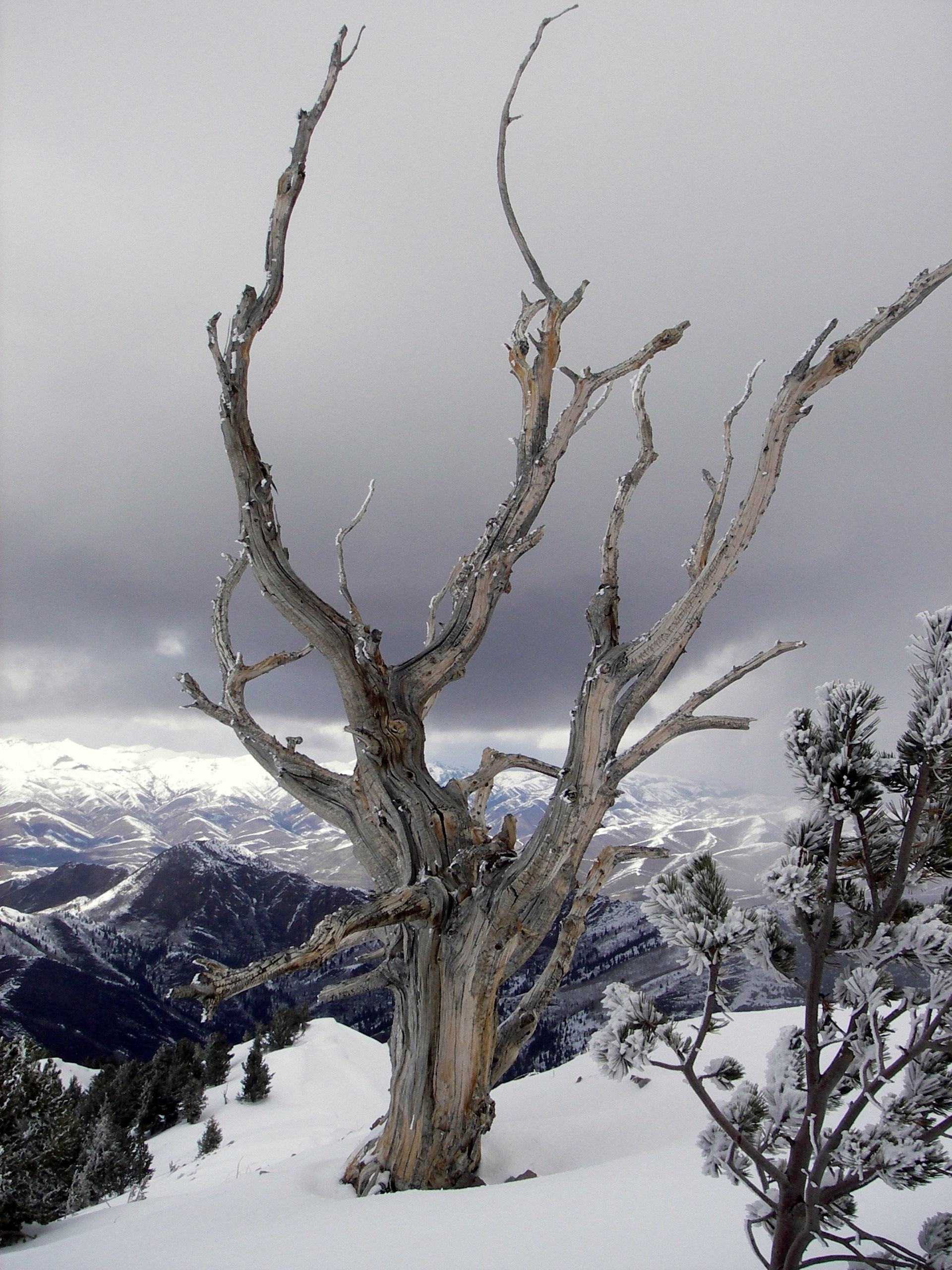 Gnarled tree near Gobbler's summit | andrewcouncellmountainguide