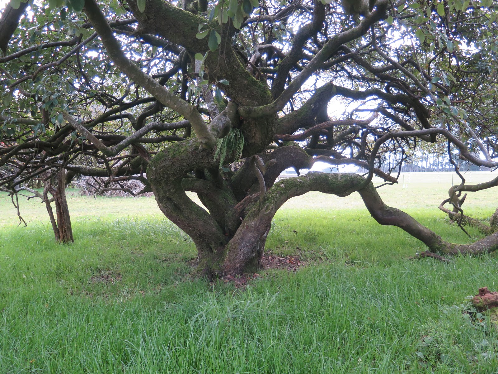 robertguyton: Gnarled old tree