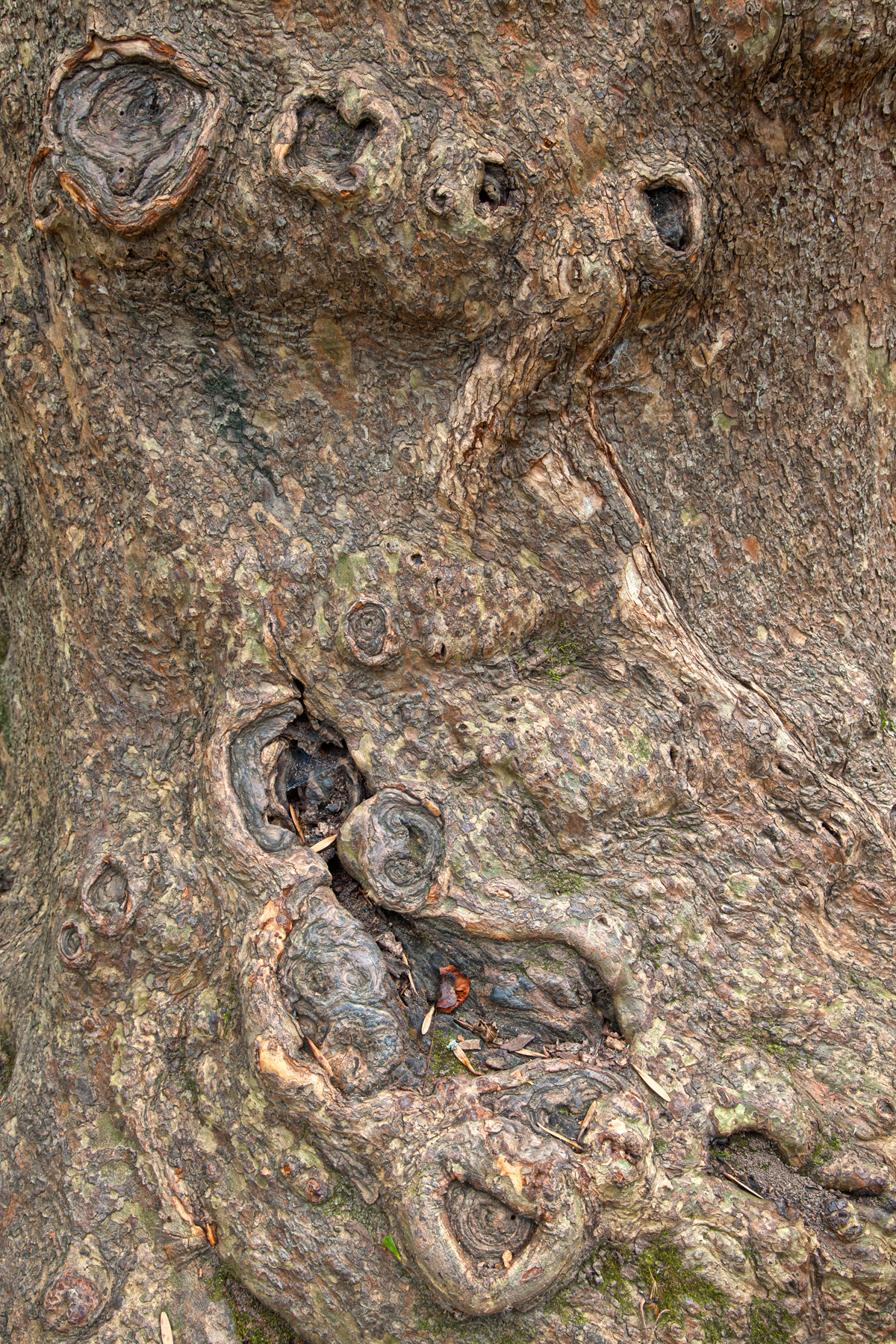 Gnarled wood texture - hdr photo