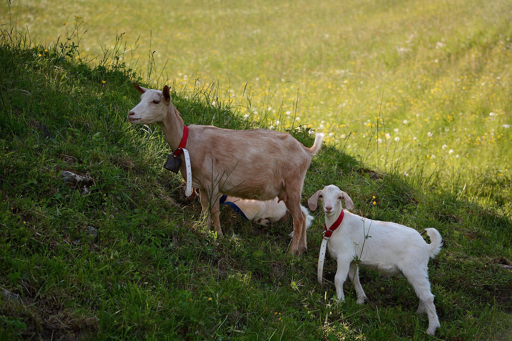 Goat, Animal, Farm, Herd, Noble, HQ Photo