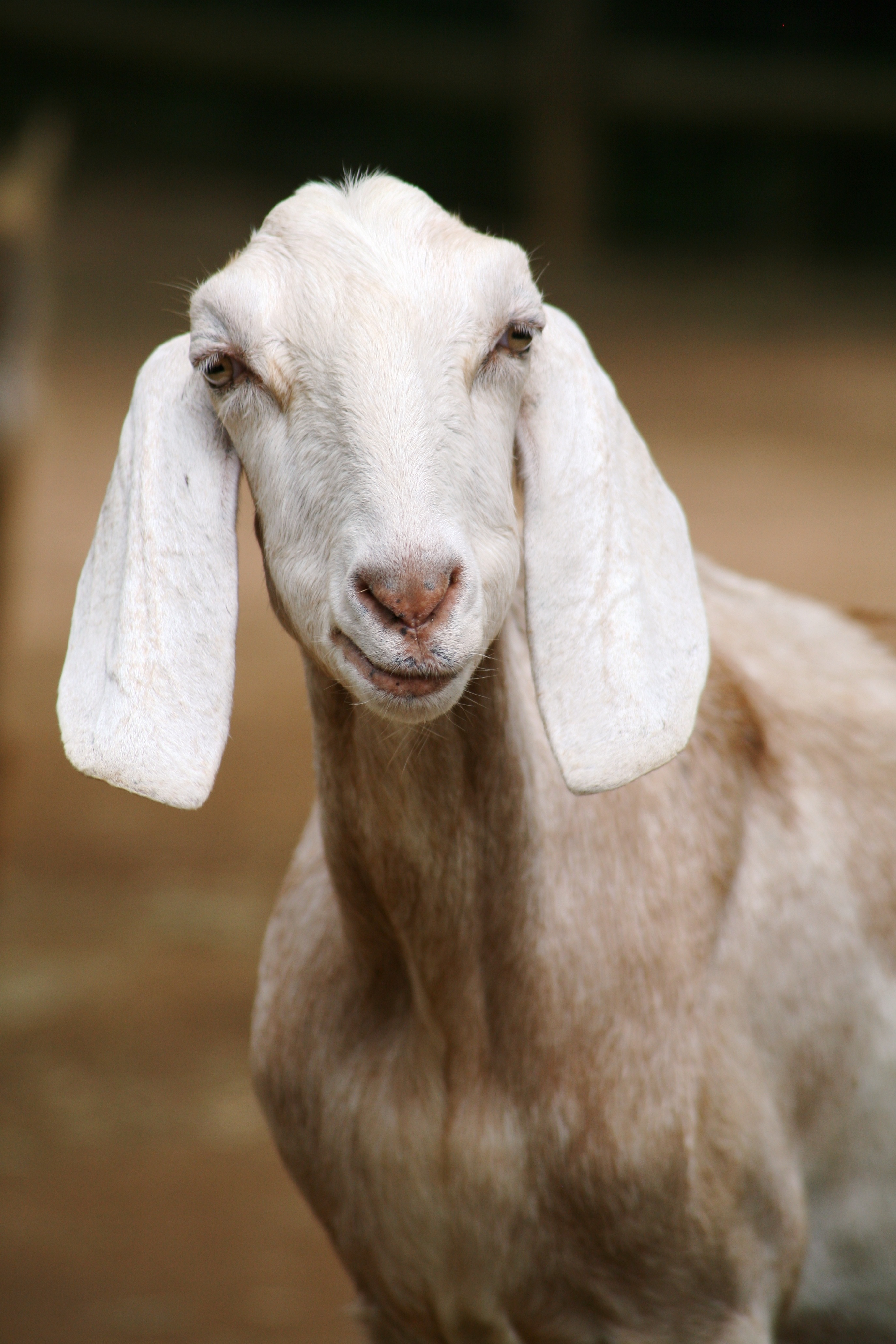Goat, Animal, Nature, White, HQ Photo