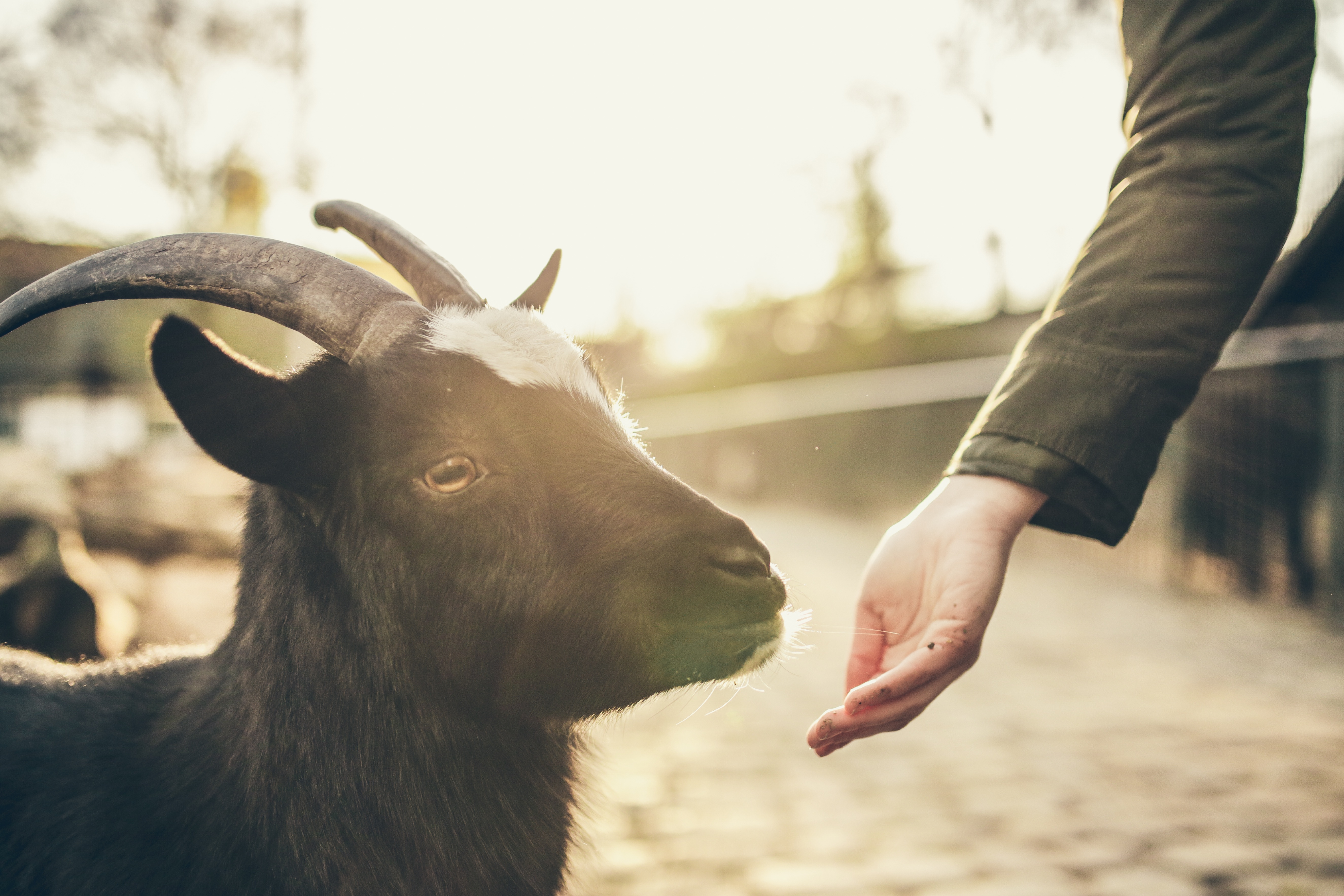 Goat, Activity, Animal, Black, Fast, HQ Photo