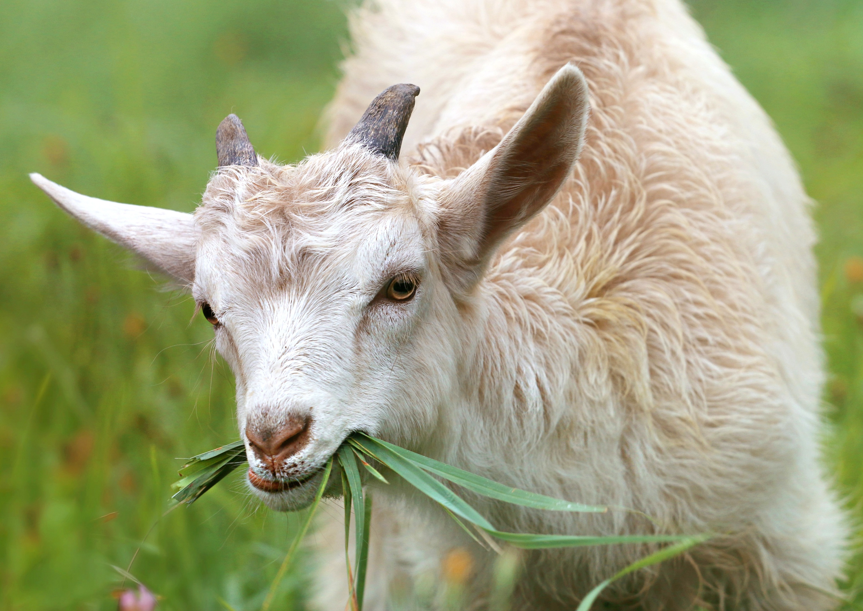 You've GOAT to be kidding me! - Hot Country 103.5