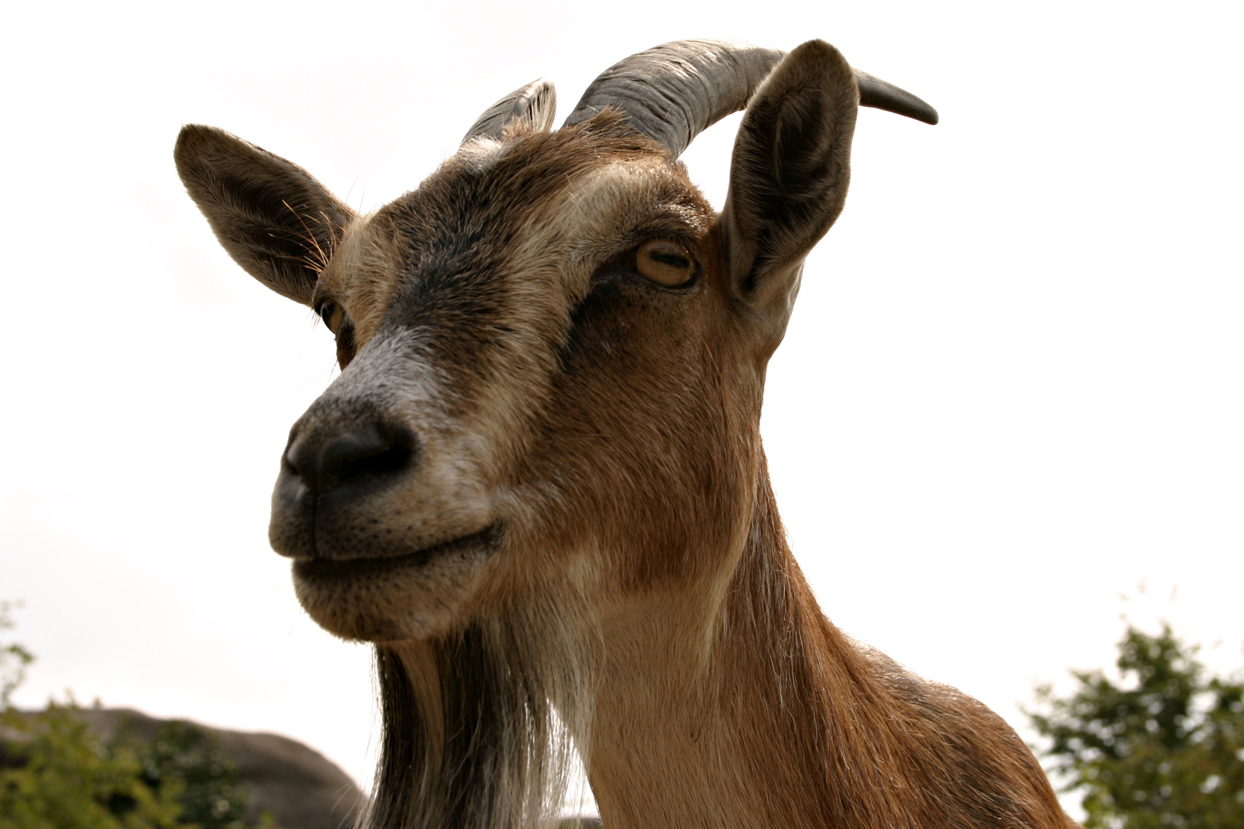 Goat closeup photo