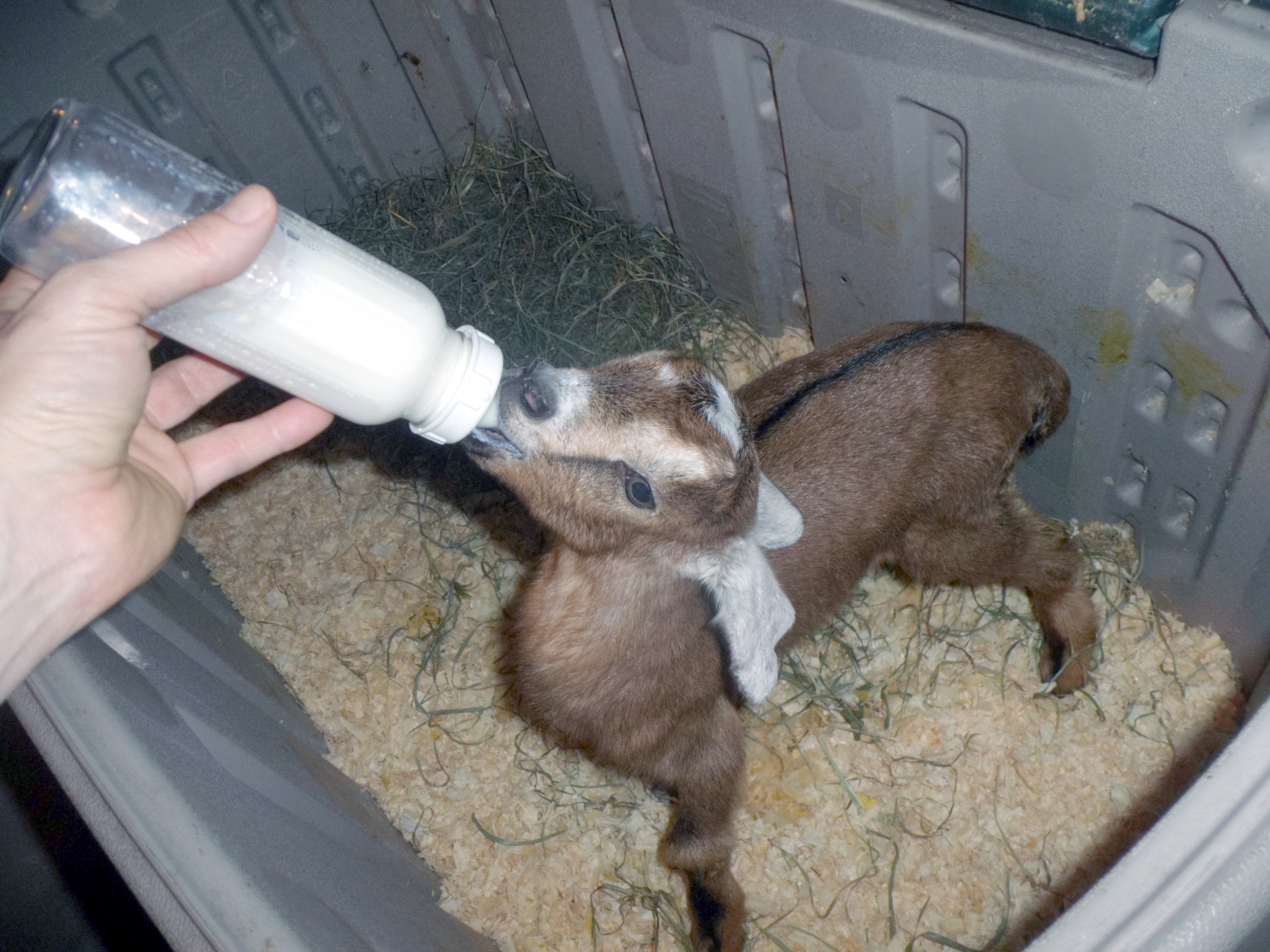 Bottle Feeding Goat Kid | Swampy Acres Farm Blog