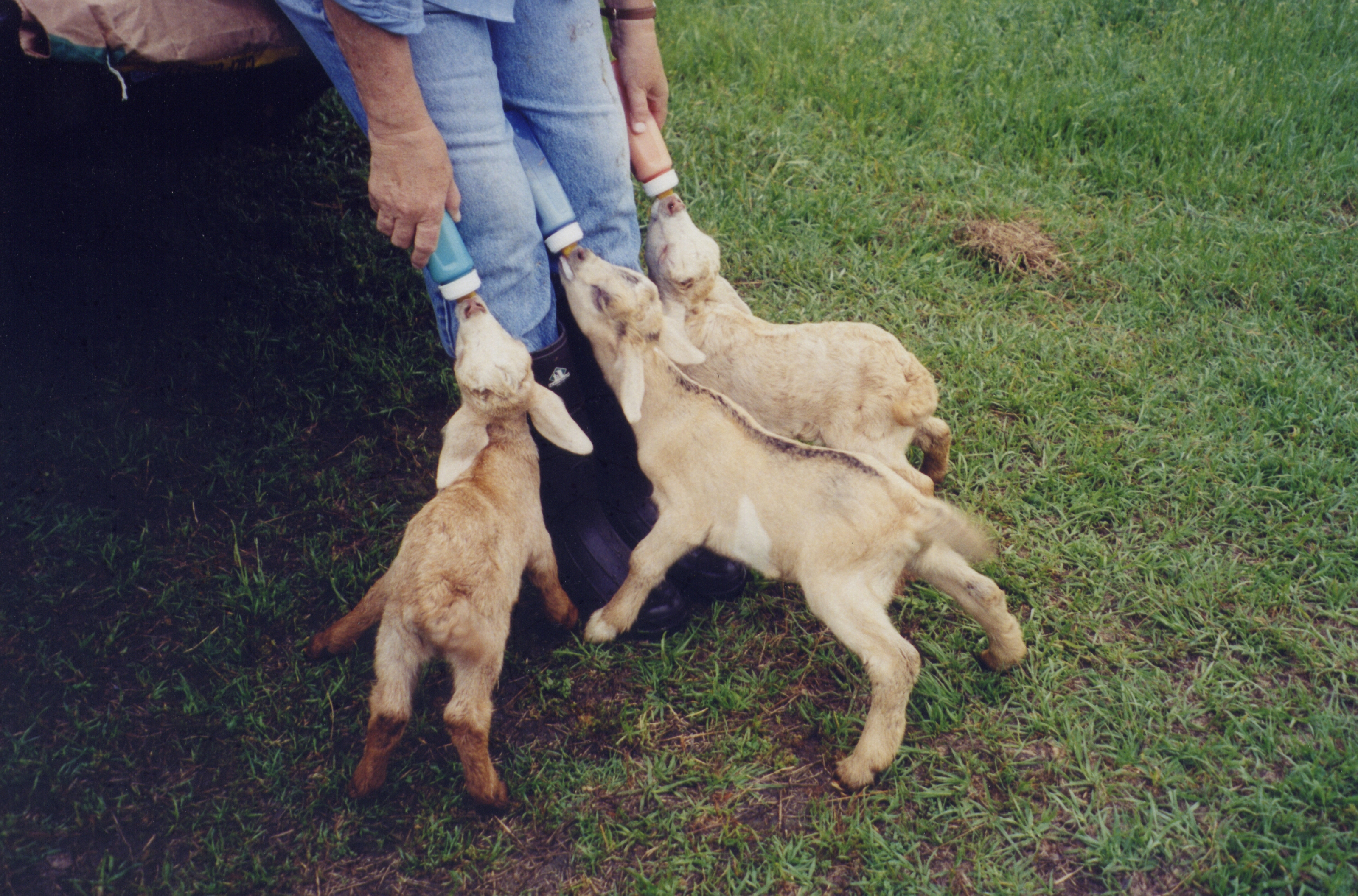 Three Bottle-Fed Baby Goats