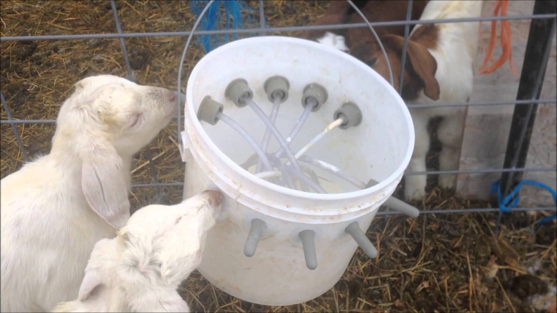 baby goats drinking from milk bucket - YouTube