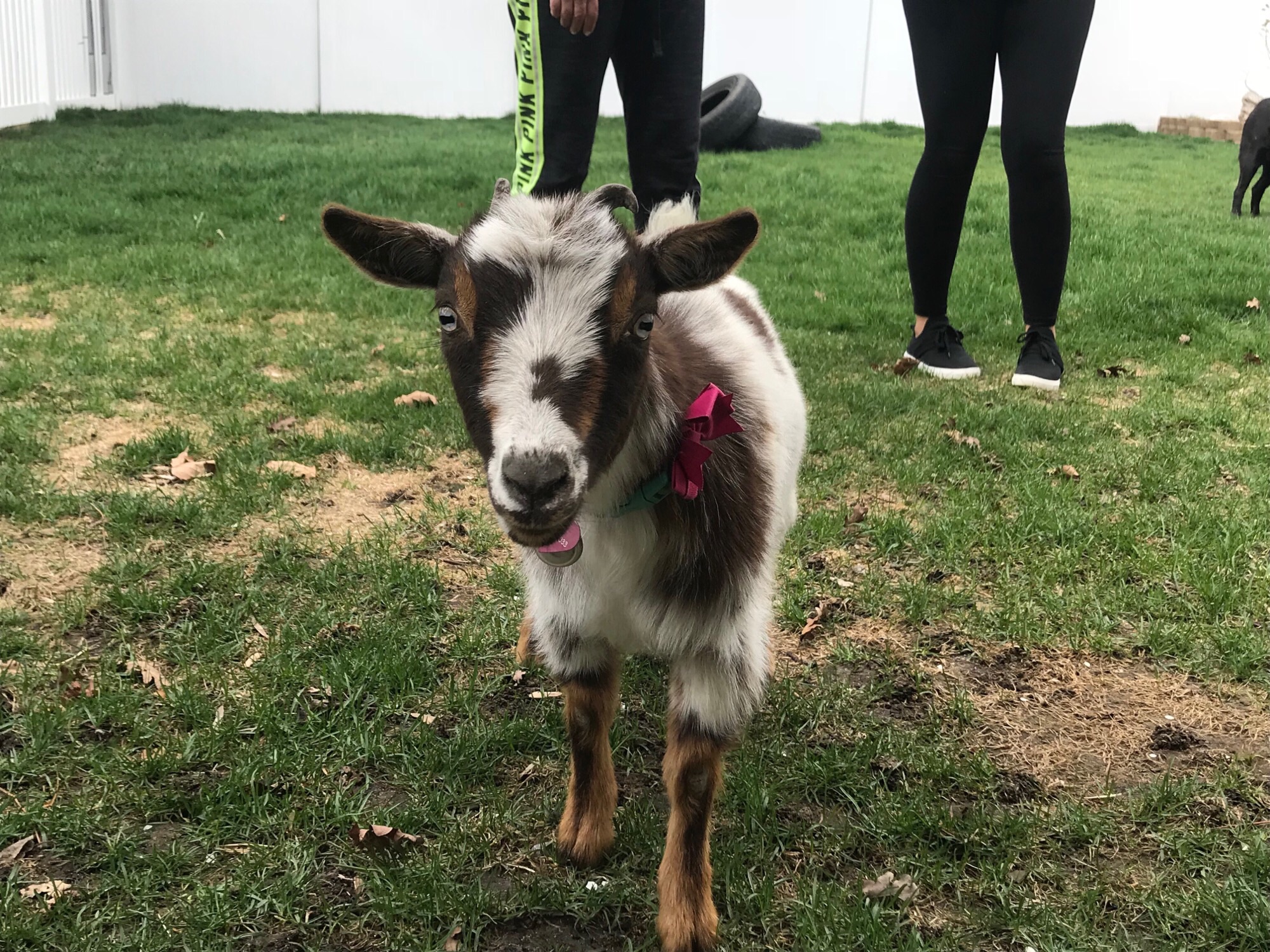 Pet owner told 'goat must go,' city policy up for debate in ...