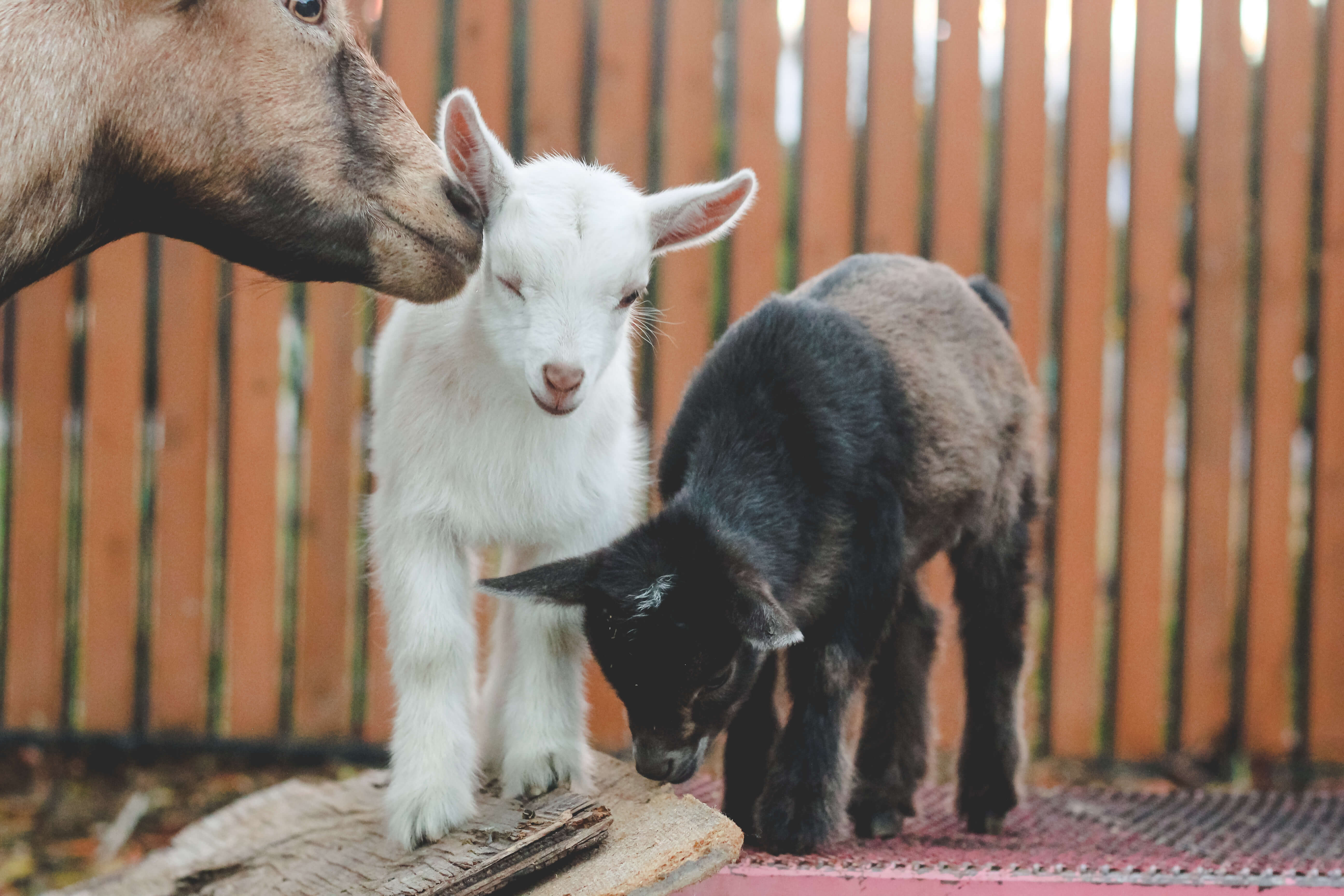 This is Why You'll Fall in Love with Nigerian Dwarf Goats - Weed 'em ...