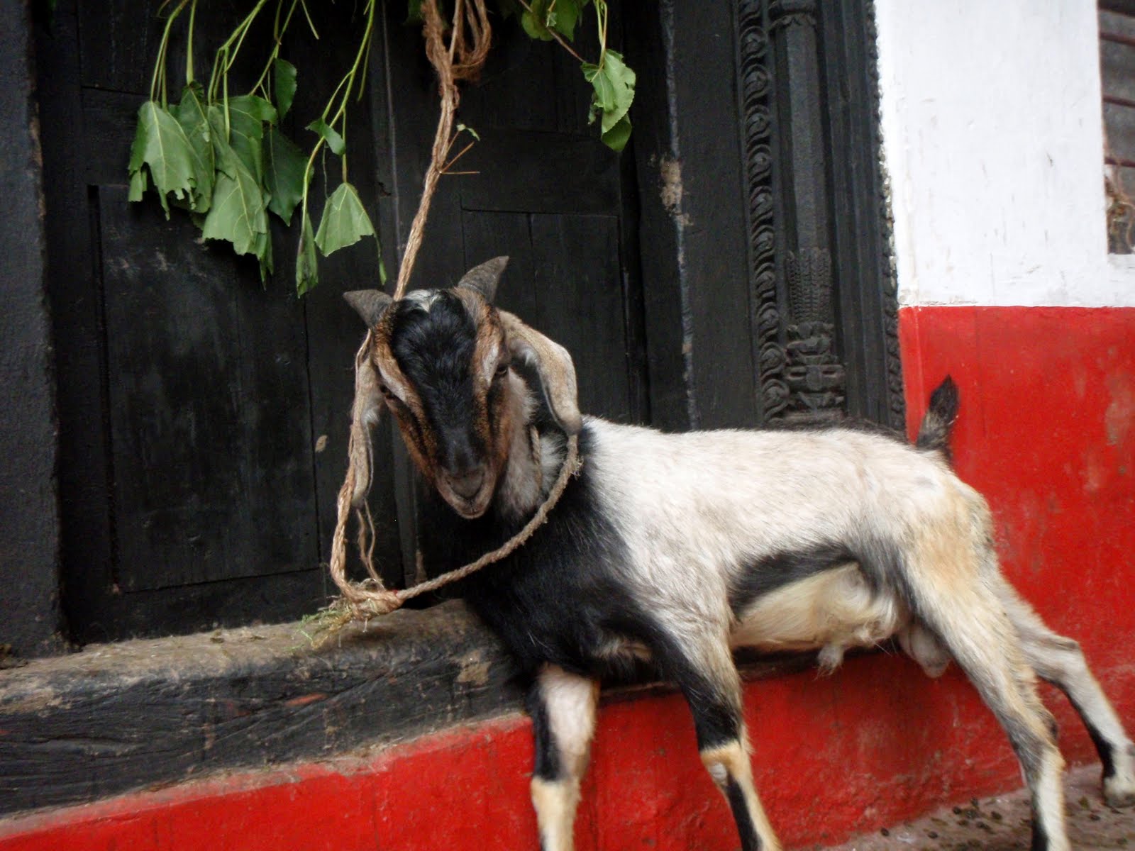 Mr. Smith Goes to Kathmandu: Silence of the Goats and Celebrating ...