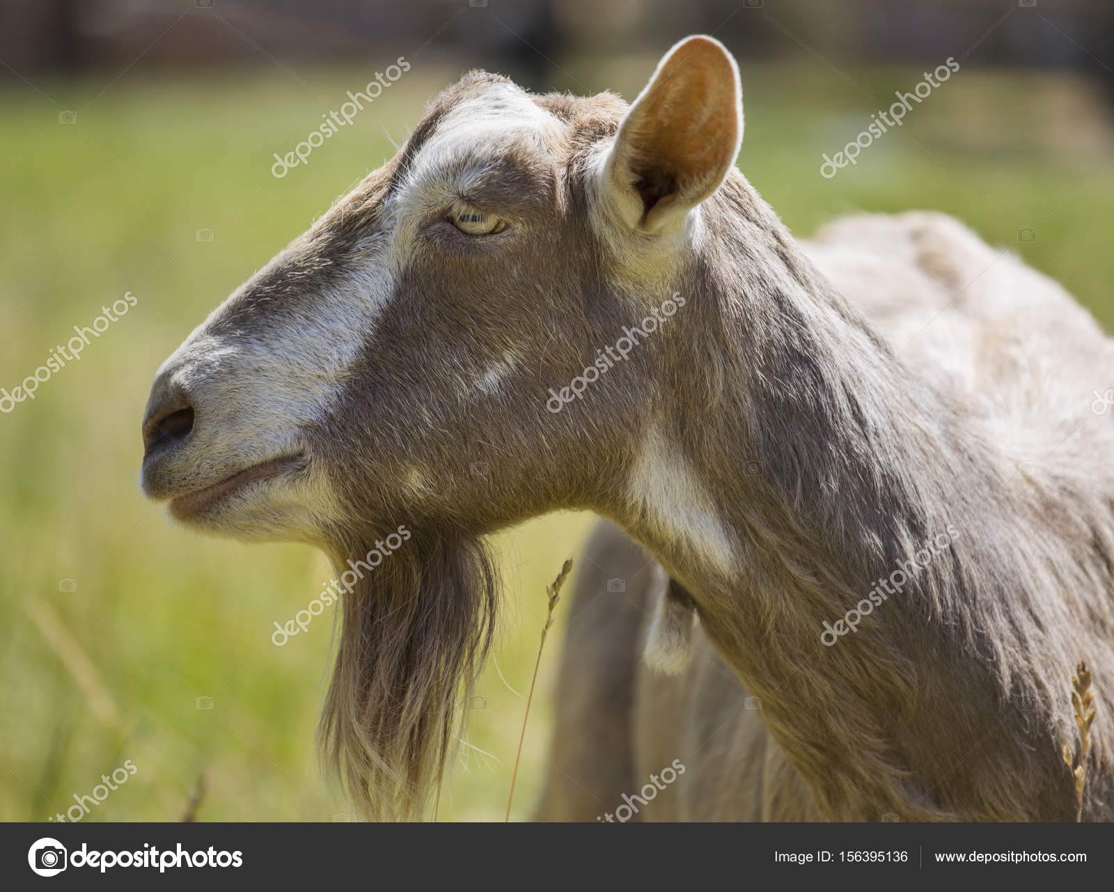 Side profile of nanny goat — Stock Photo © urbancowboy #156395136