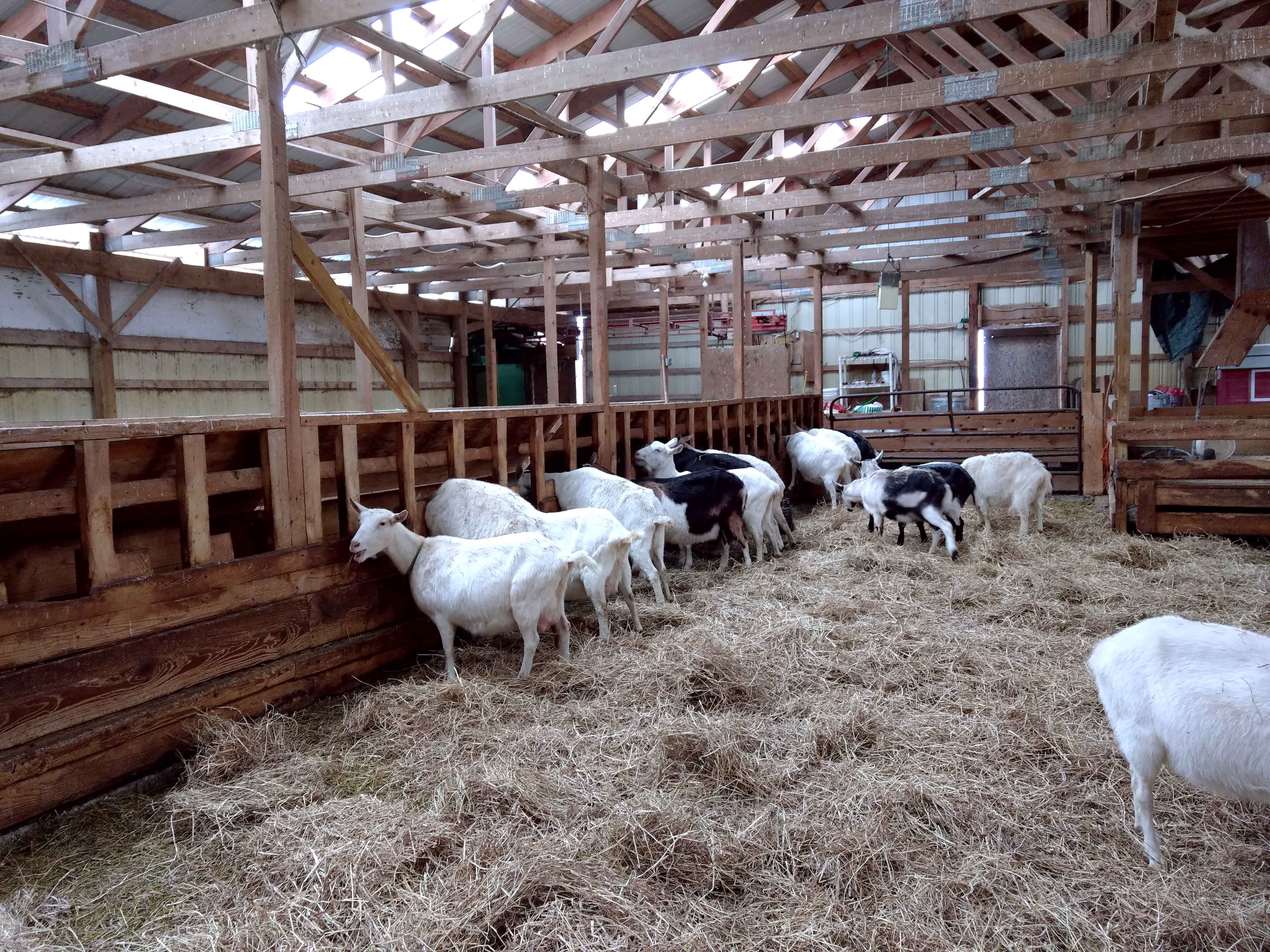 How do the animals stay warm? - Lively Run Goat Dairy