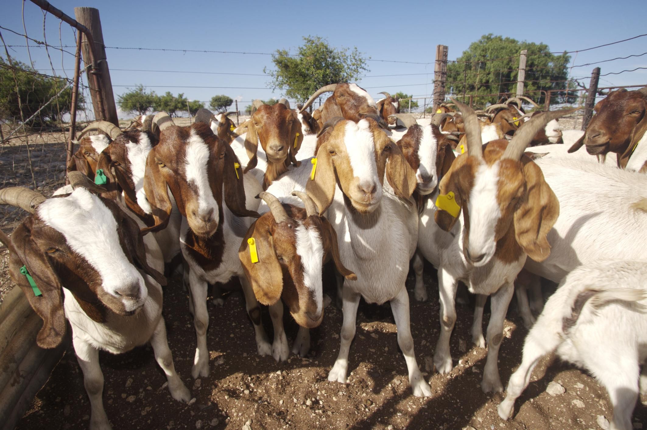 Top 10 Tips for Raising Goats