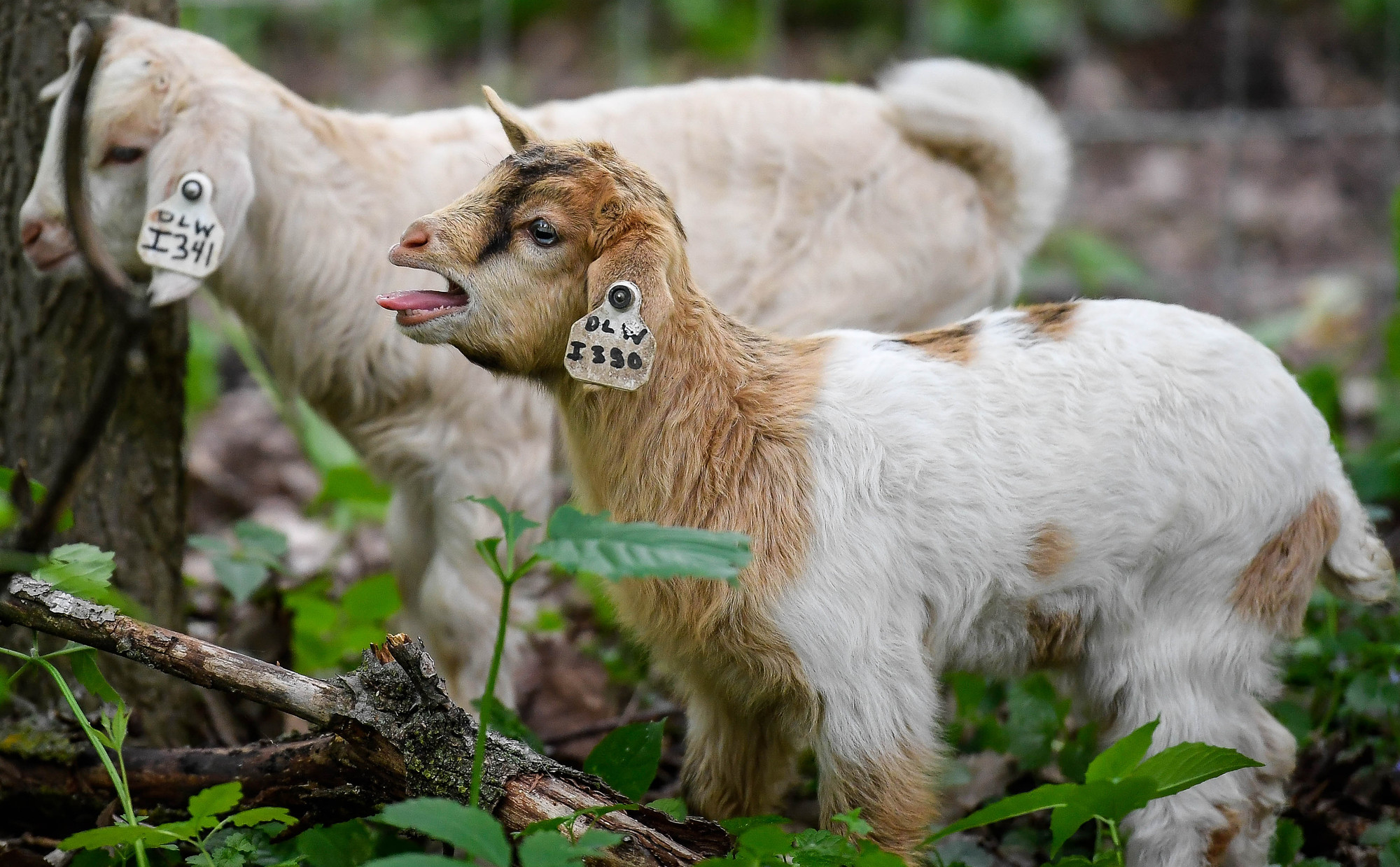 No kidding: Minneapolis City Council candidates queried about goats ...