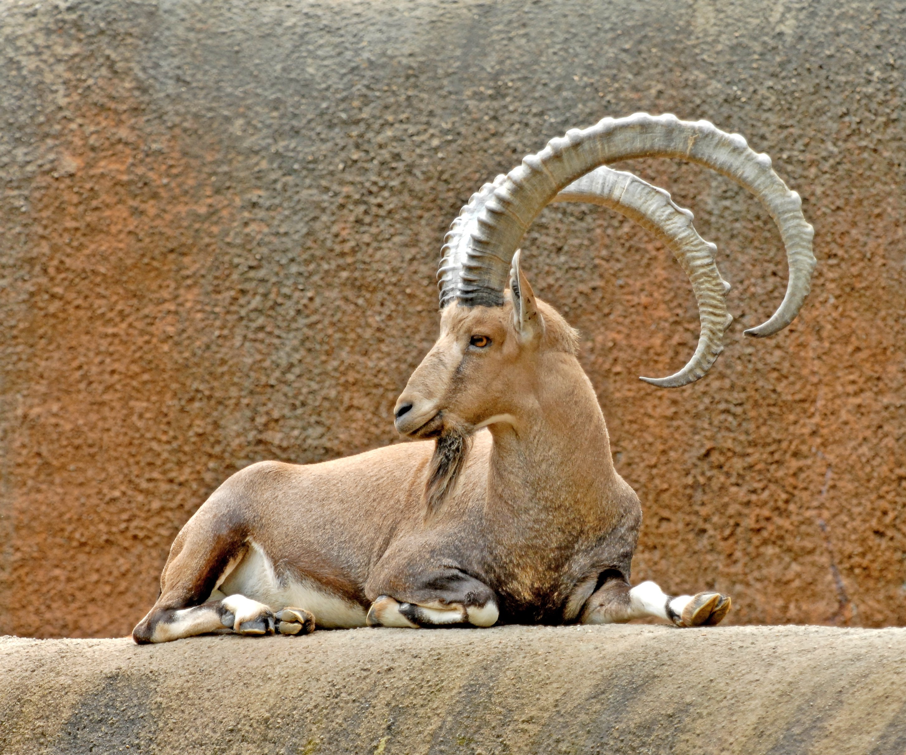 Herd of Ibex Goats Euthanized at L.A. Zoo After Becoming Infected by ...
