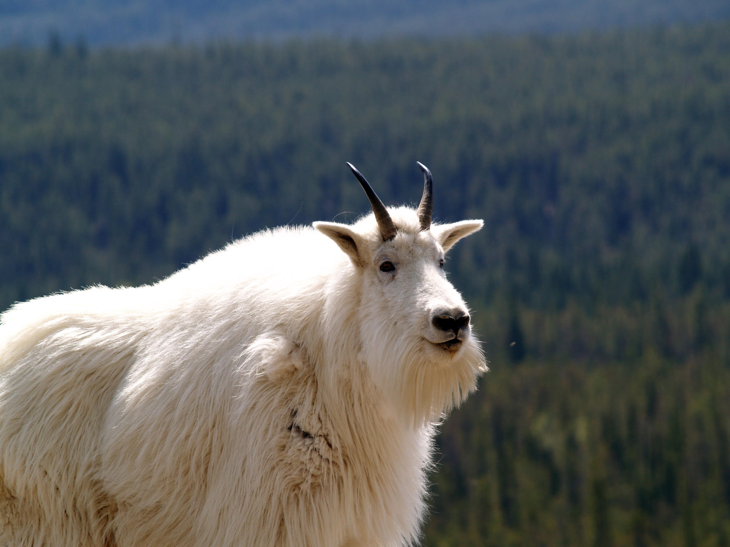 What should we do about the goats in Olympic National Park? | KUOW ...