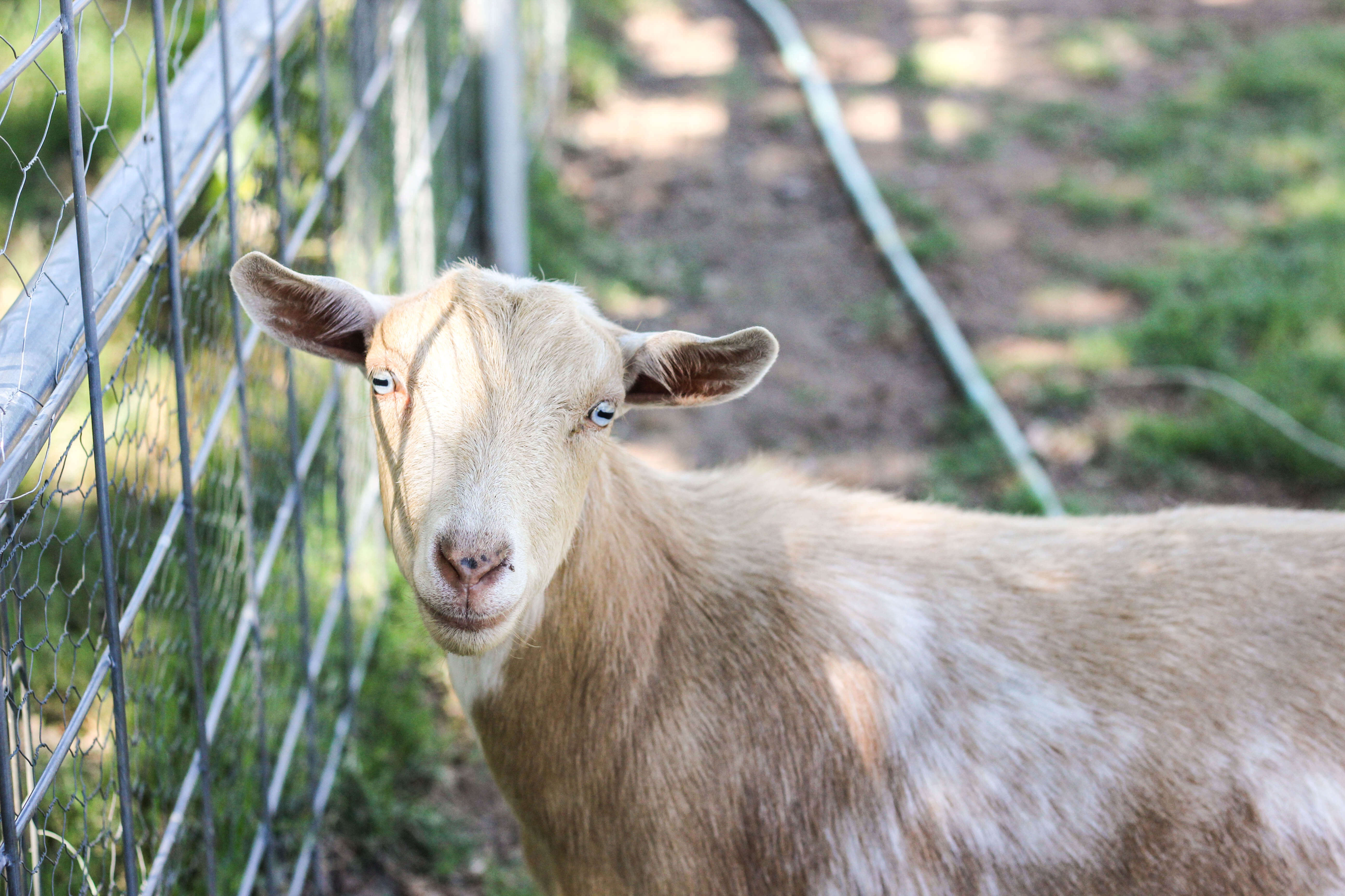 Goat Vaccinations - What you need to know - Weed 'em & Reap
