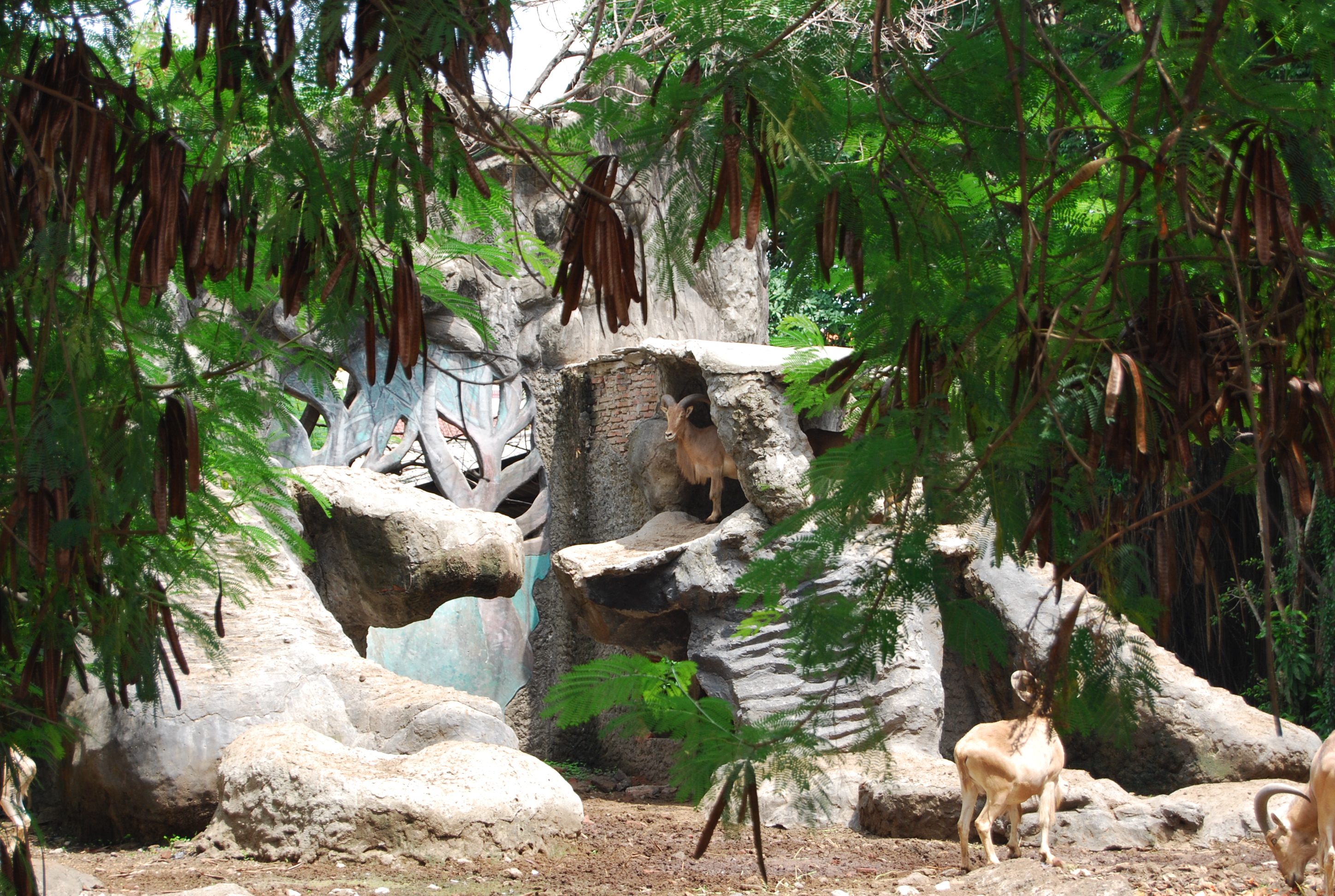 Goats at surabaya zoo photo