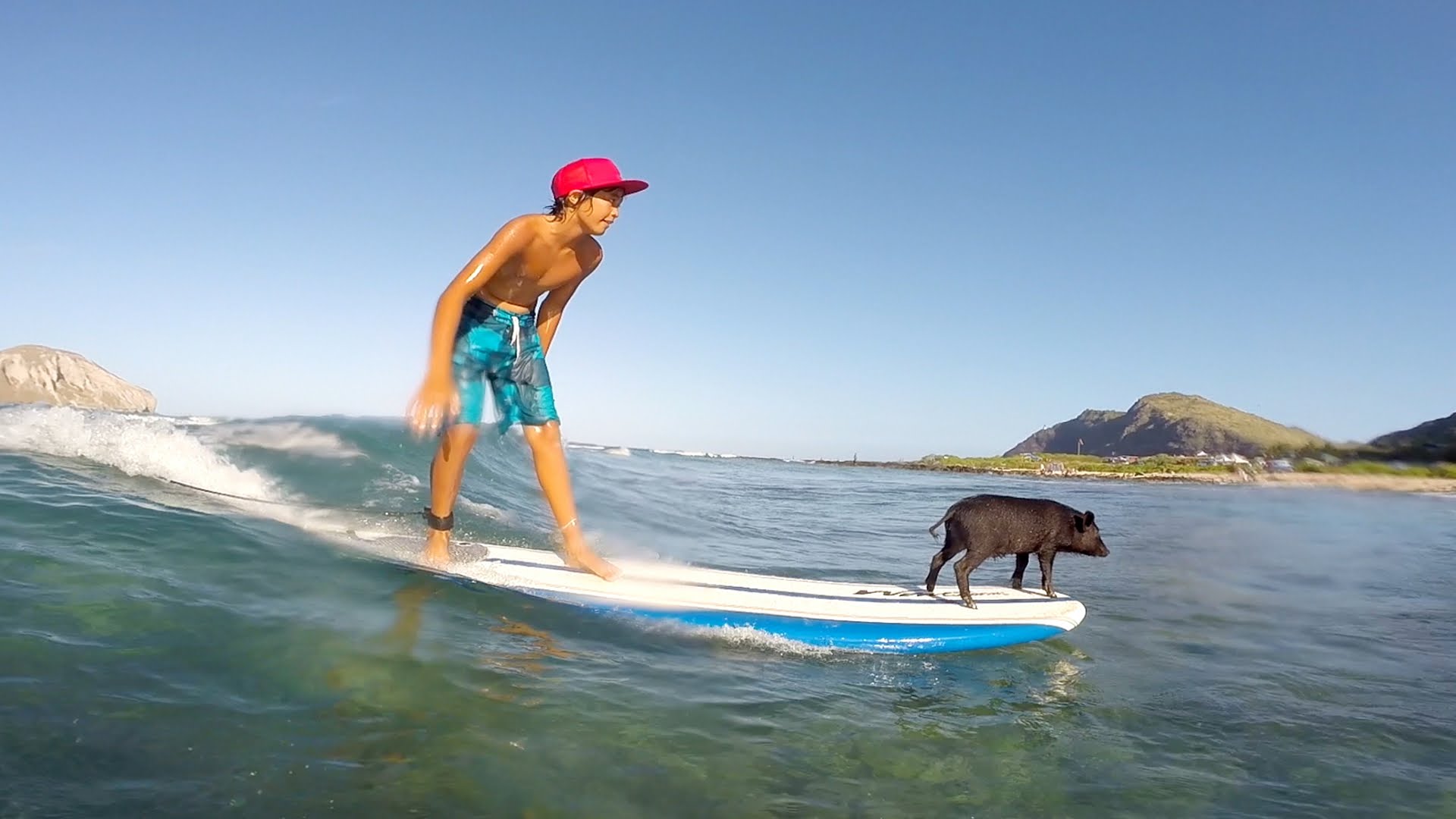 GoPro: Baby Pig Goes Surfing in Hawaii - YouTube