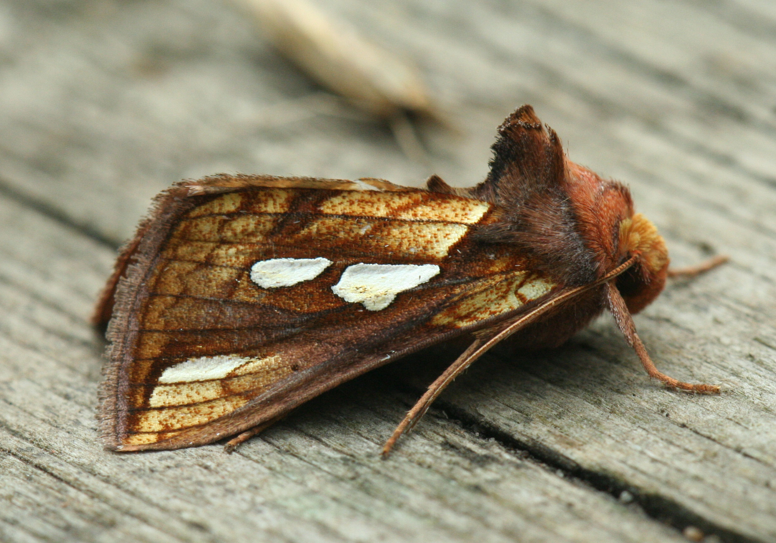 From birds of prey to moths...it's been busy at the Ings - Aire ...