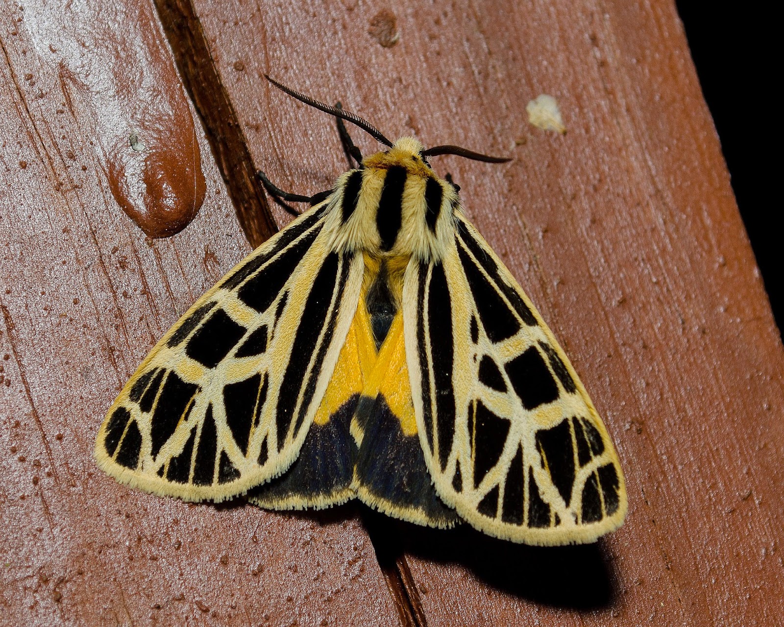 On the Subject of Nature: Some Moths, Pt. 2