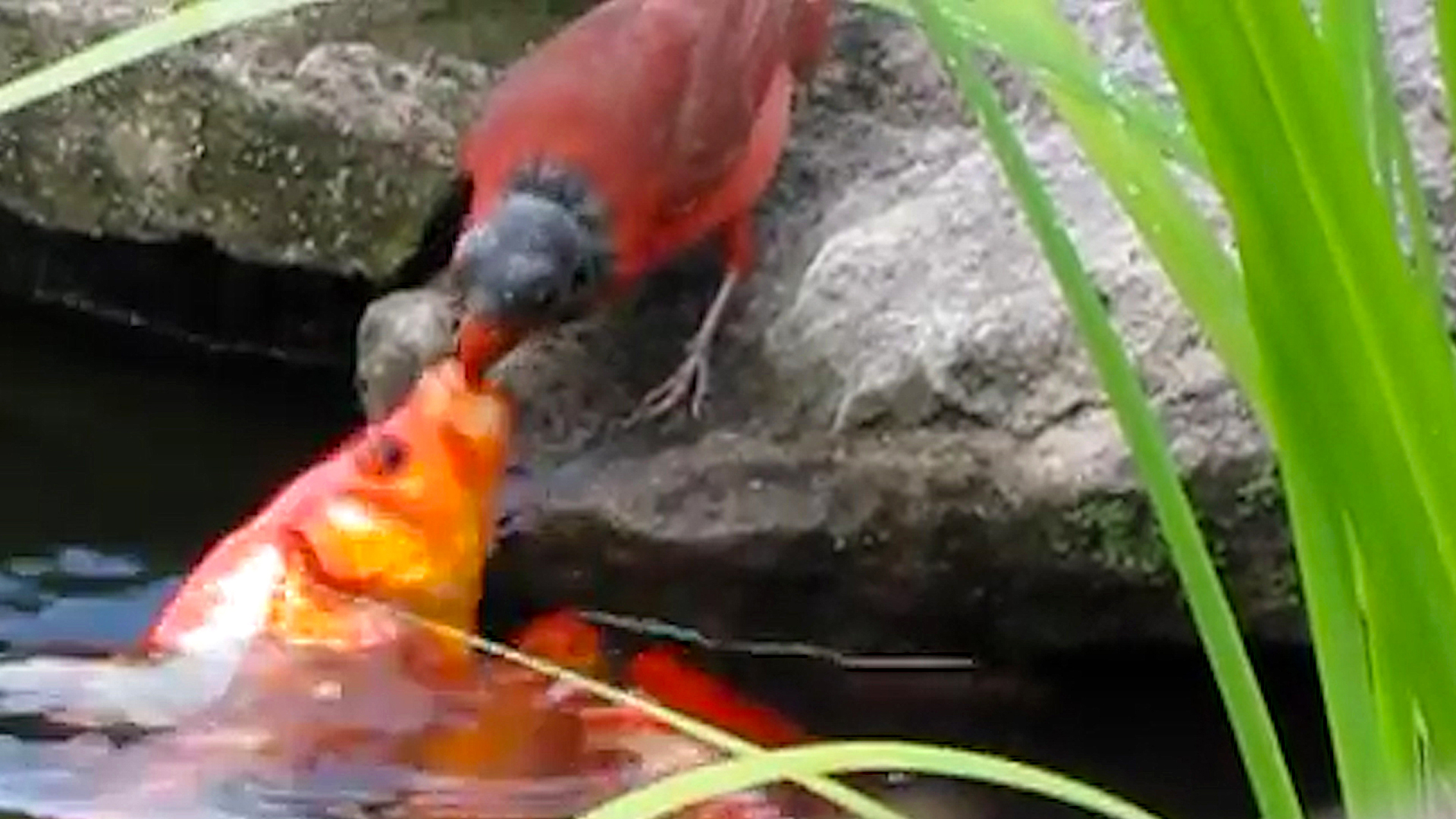 Why Is This Bird Feeding Goldfish?