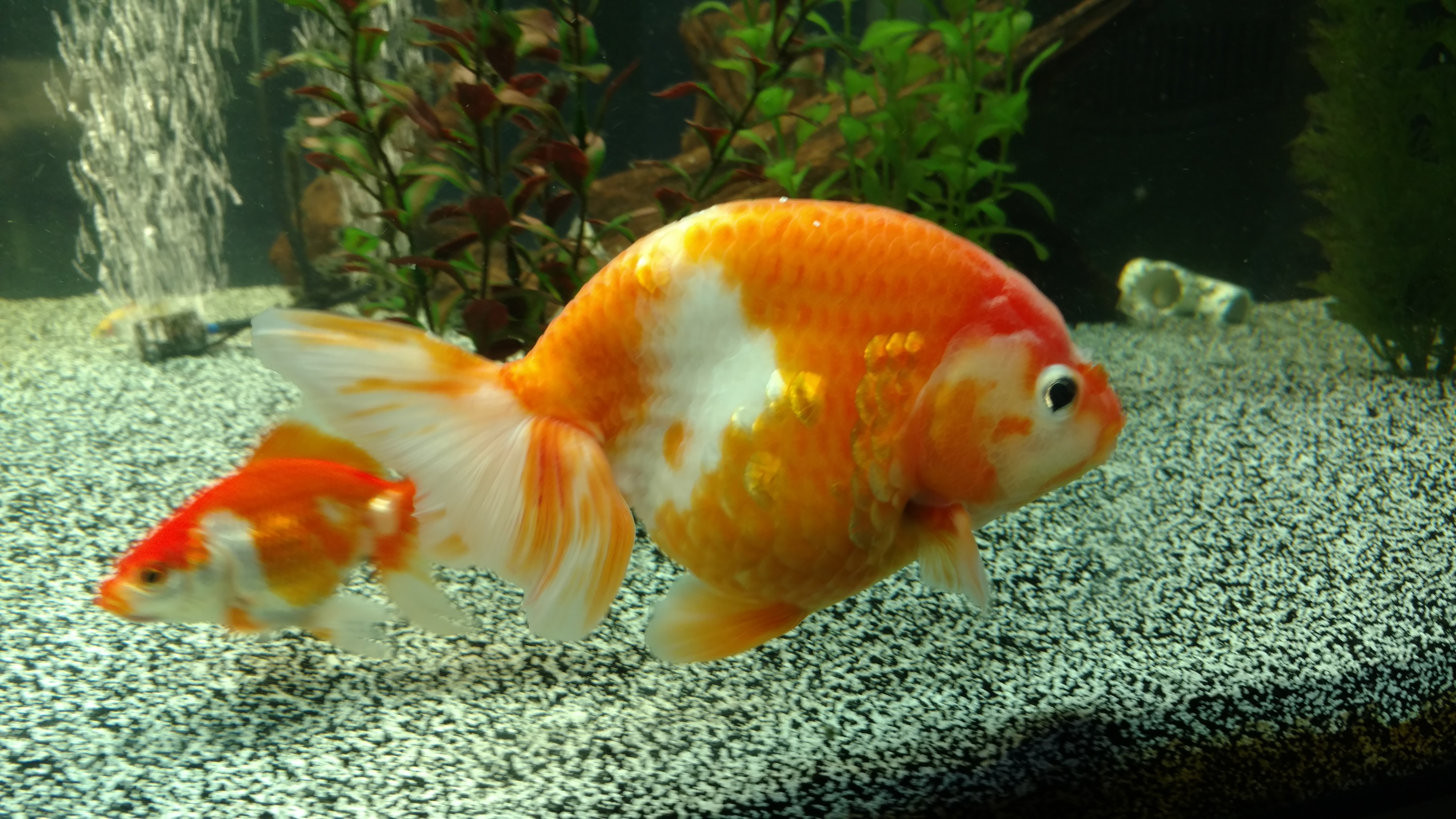 free goldfish aquarium