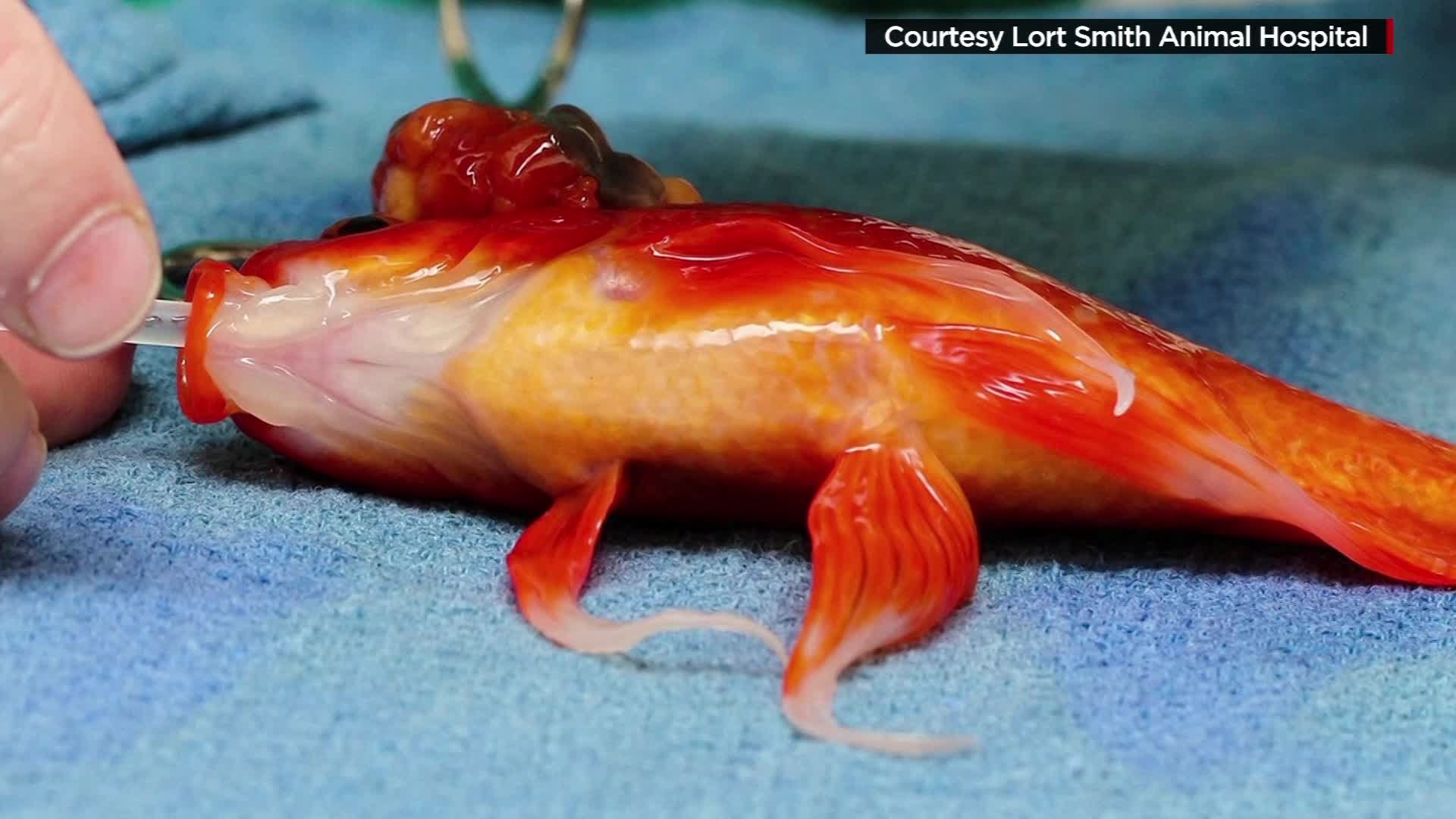 Video: Pet Goldfish Has Brain Surgery - YouTube