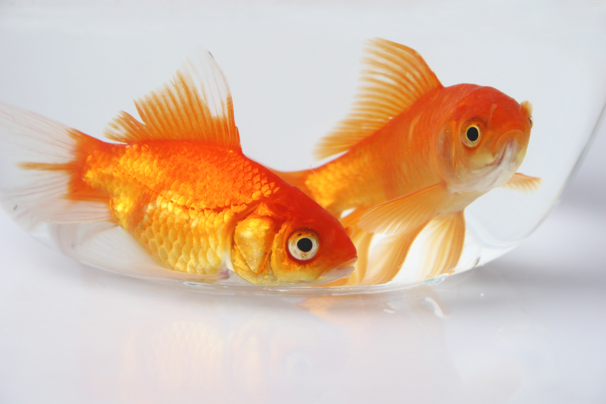 Фото золотой рыбы