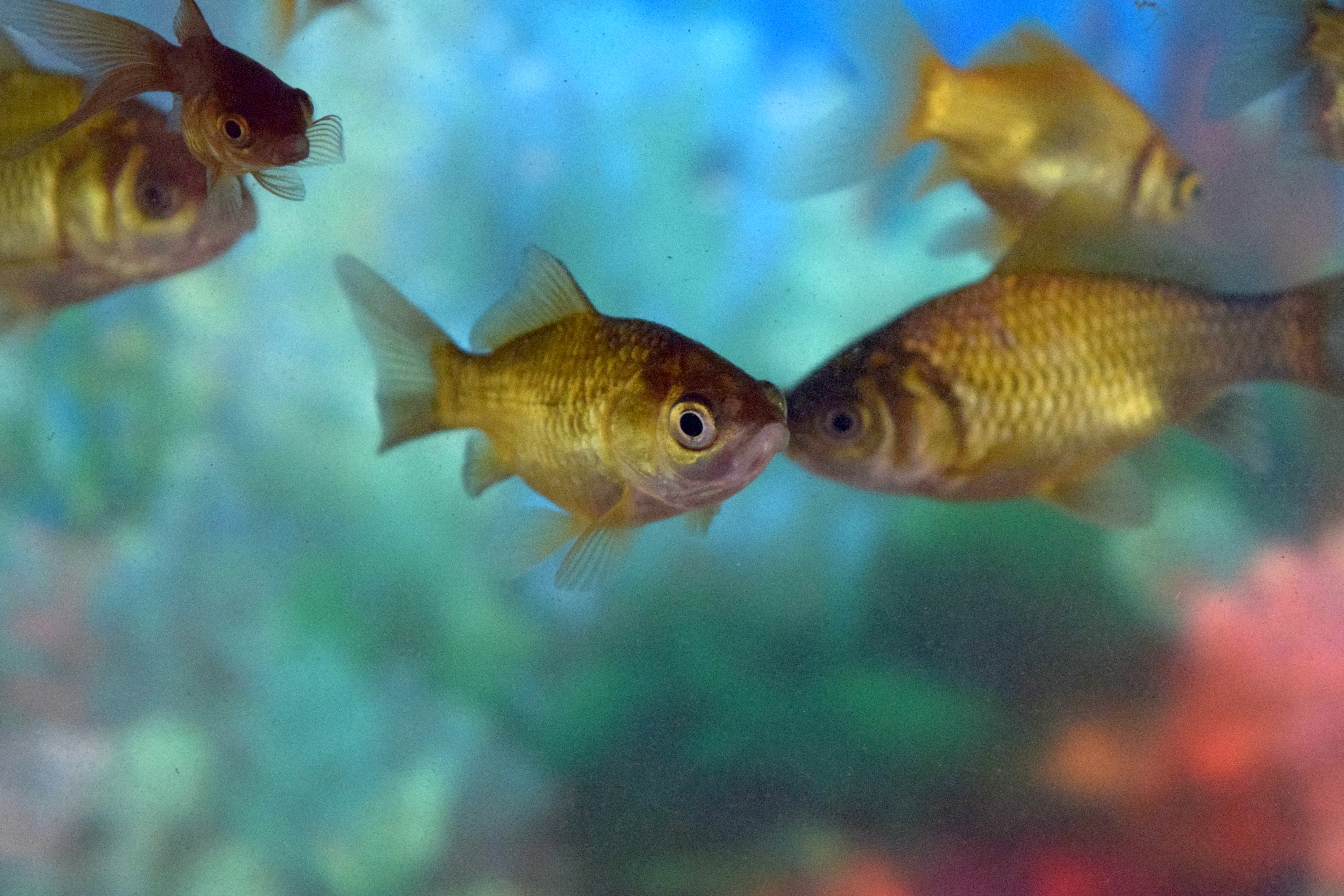 File:Copper Gold Fish.jpg - Wikimedia Commons
