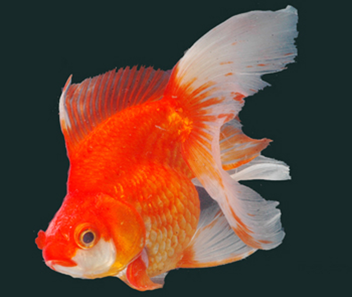 Gold fish photo