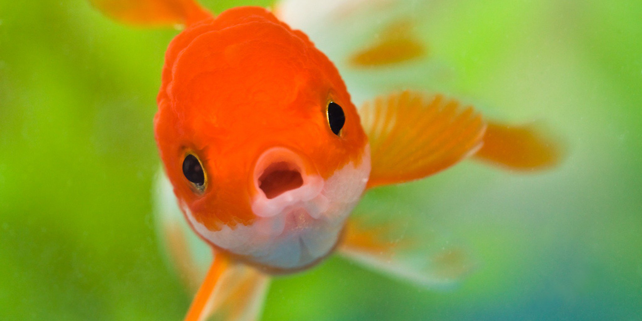Fish can recognize each other—and maybe you too | The Daily Dot