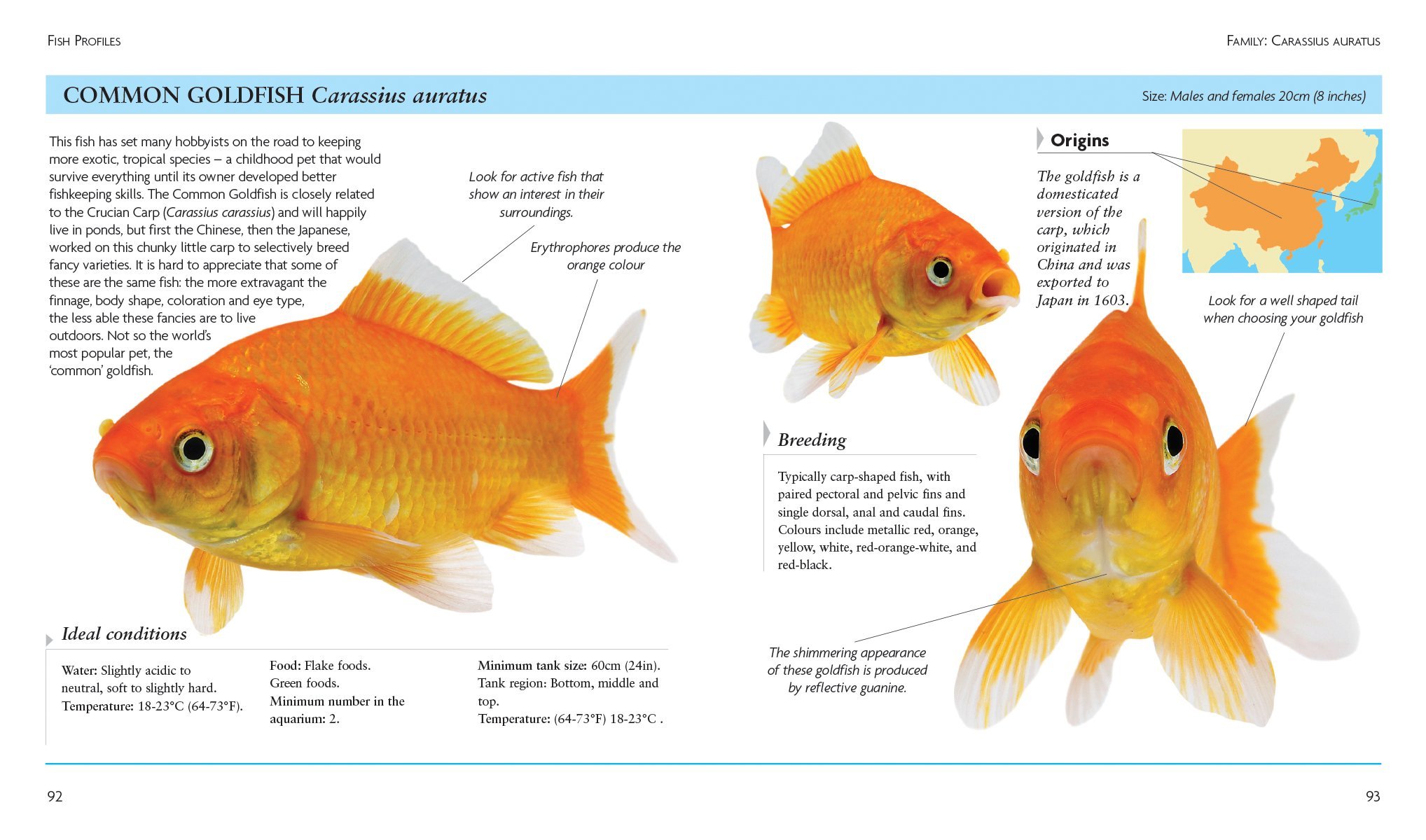 Mini Encyclopedia of Goldfish: Expert Practical Guidance on Keeping ...