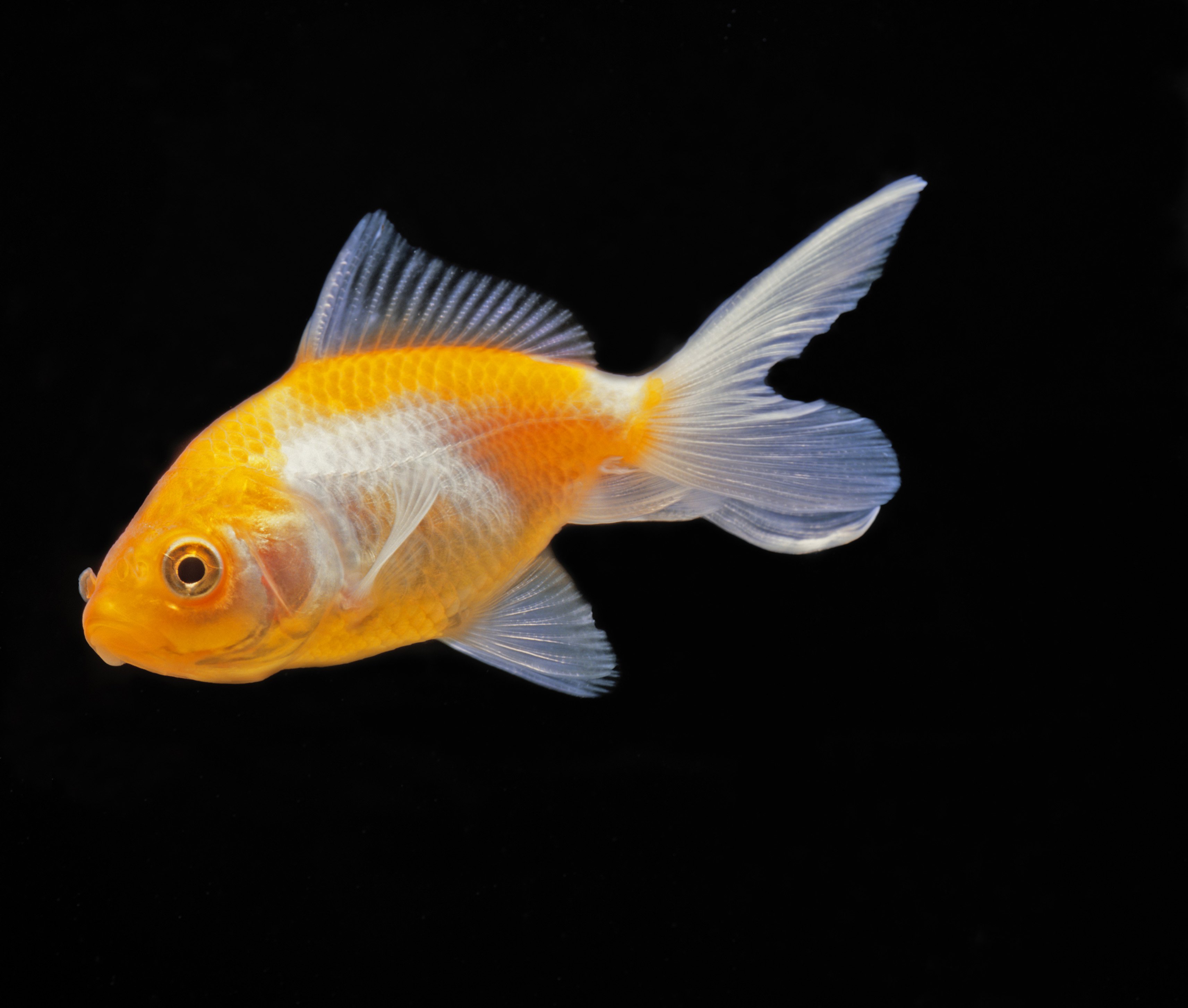 Goldfish Gets $500 Life-Saving Surgery After Eating Pebble | Time