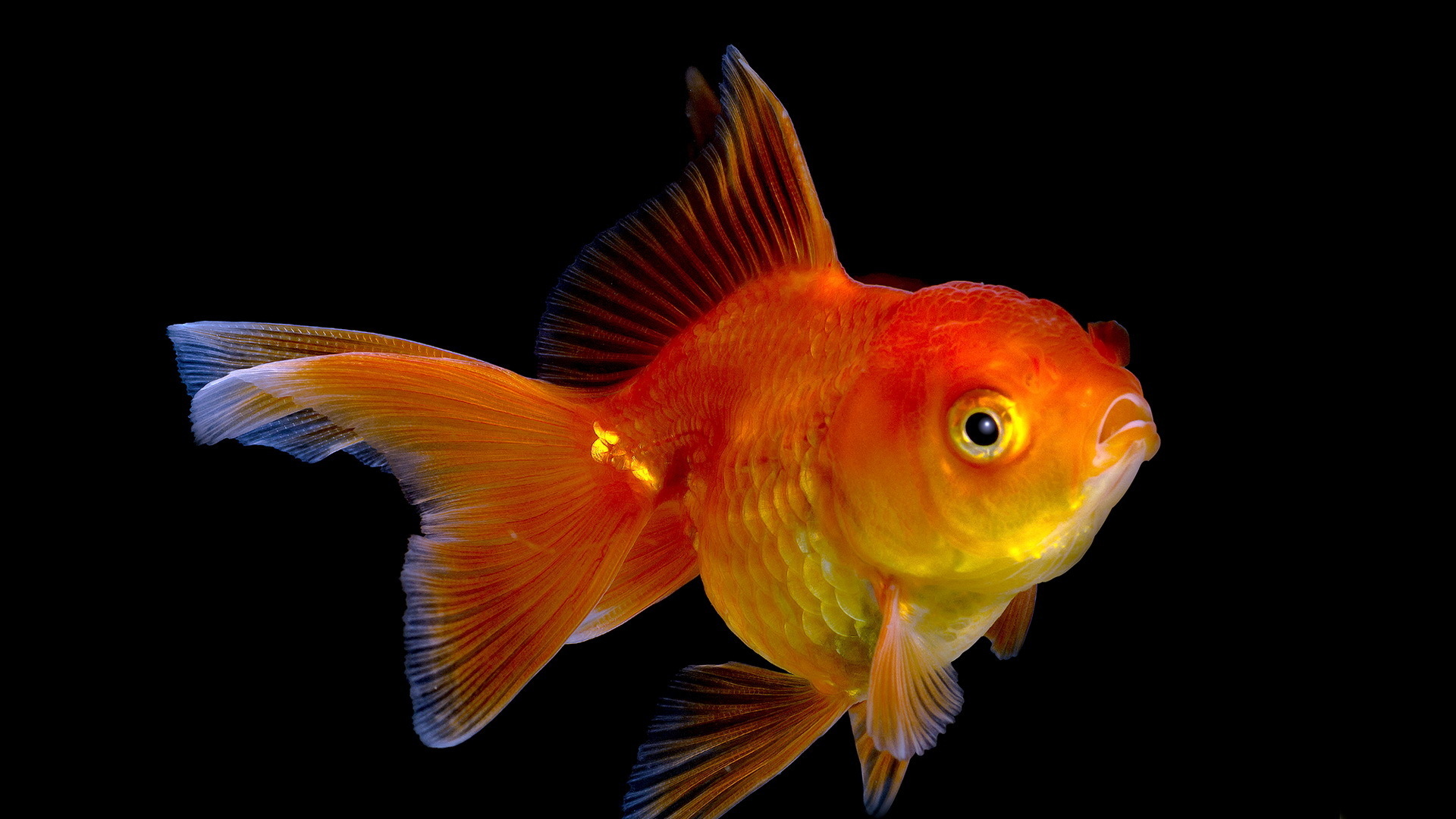 Gold Fish Red Medium - OnlineBDshopping.com