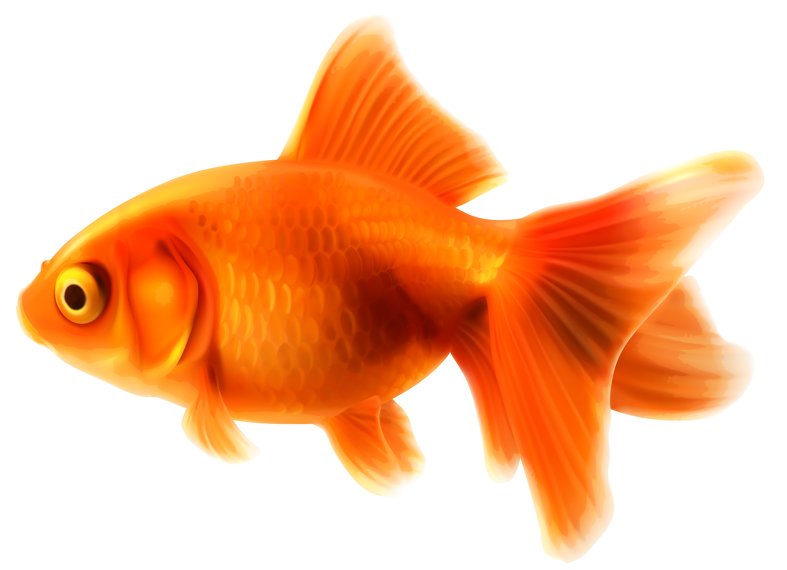 Goldfish PNG Clipart - Best WEB Clipart