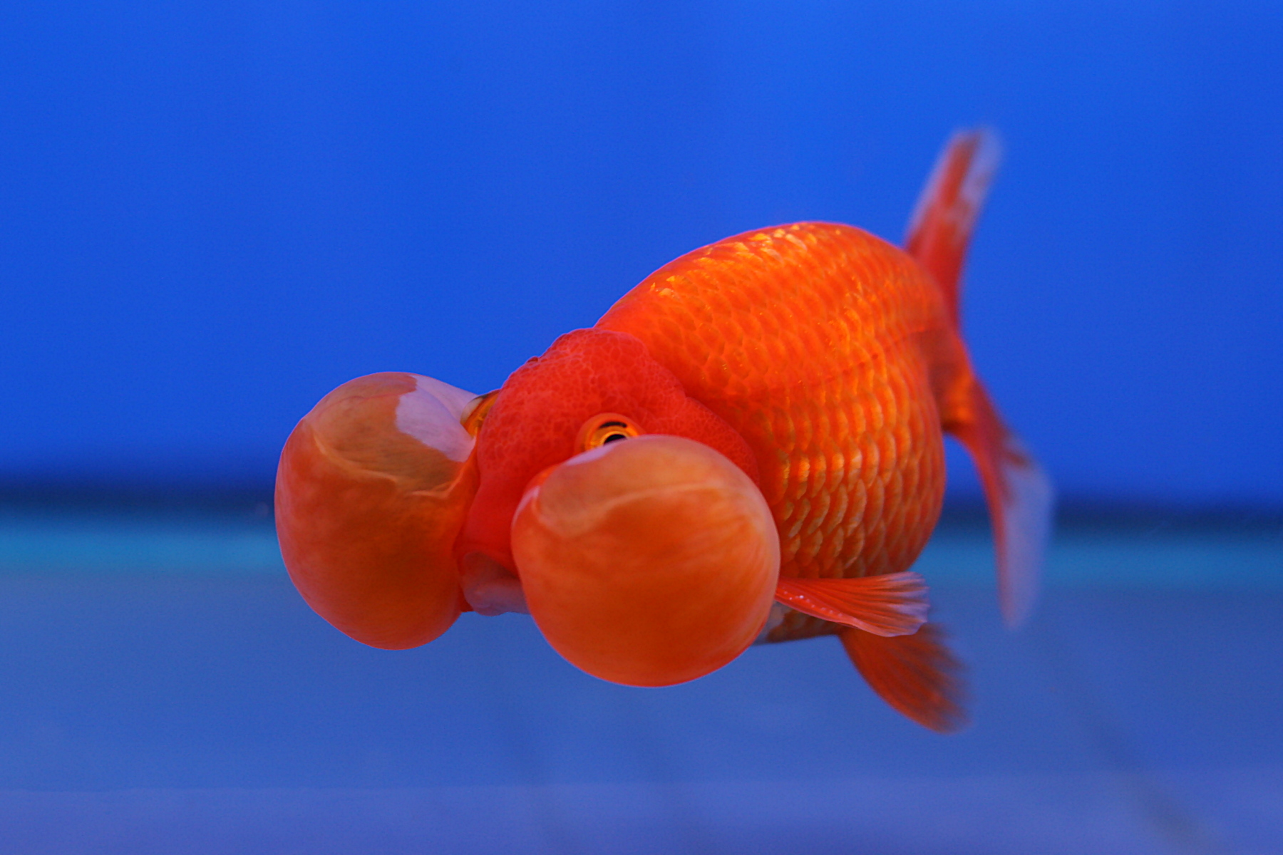 List of goldfish varieties - Wikipedia