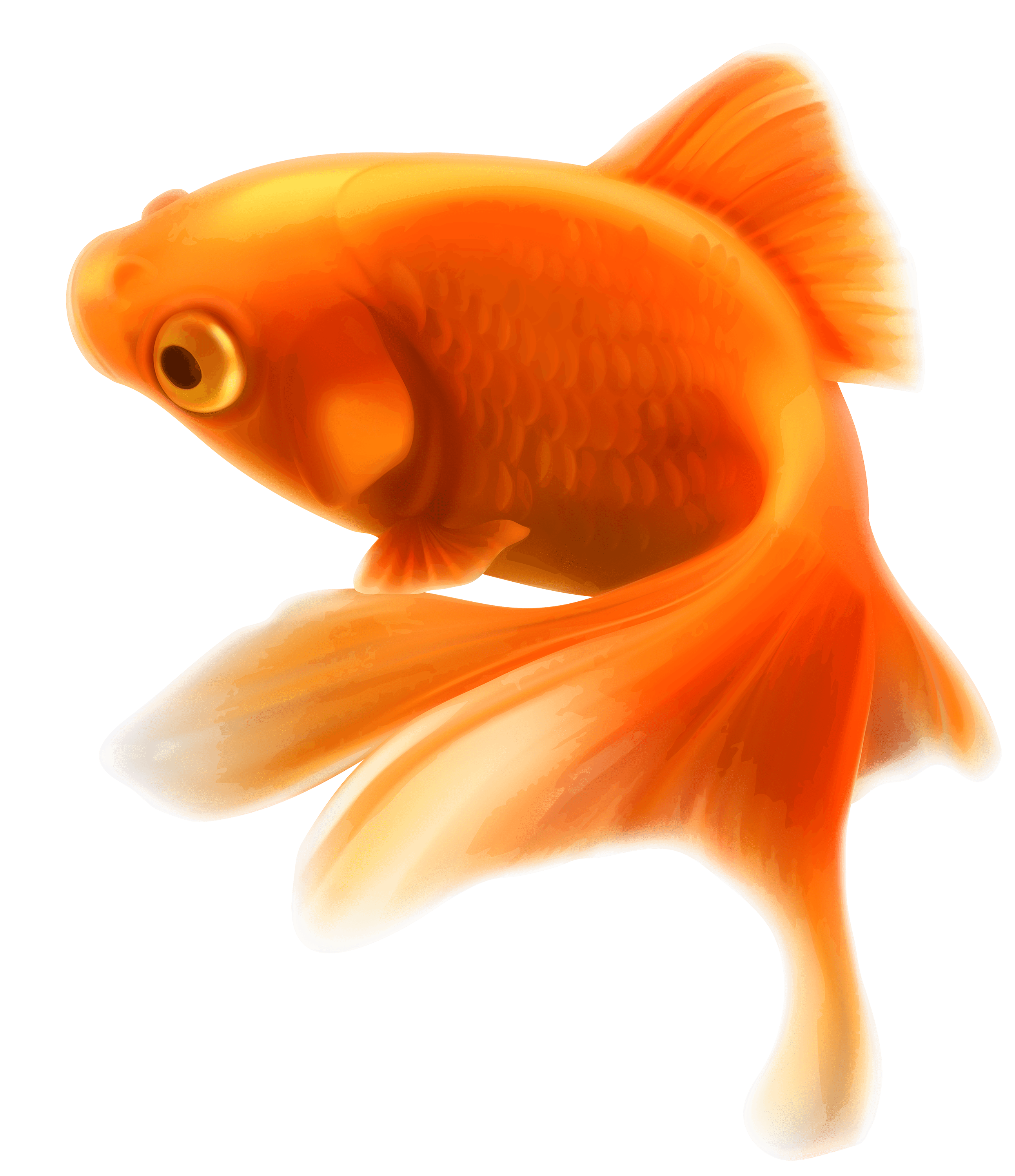 Gold Fish transparent PNG - StickPNG