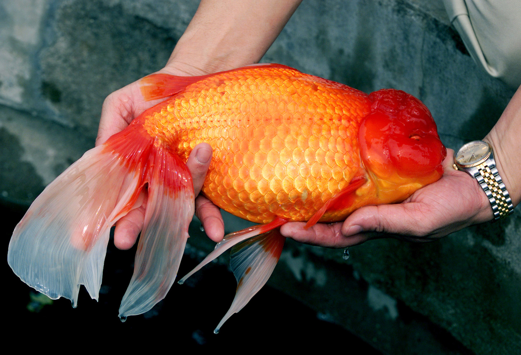 3-Pound Goldfish Found—How'd It Get So Big? – National Geographic Blog