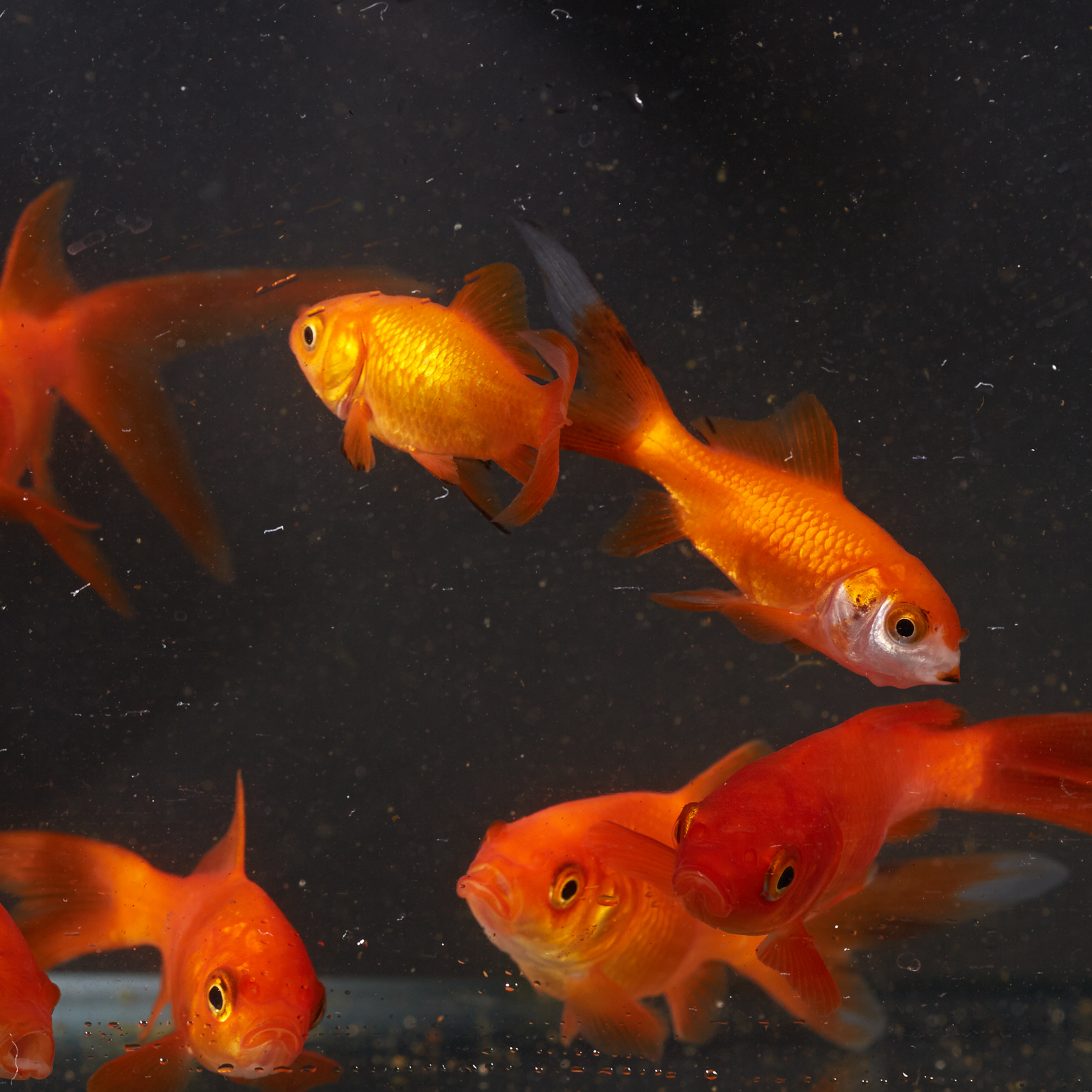 Baby Goldfish - Perth Metro Delivery - Woodvale Fish & Lily Farm
