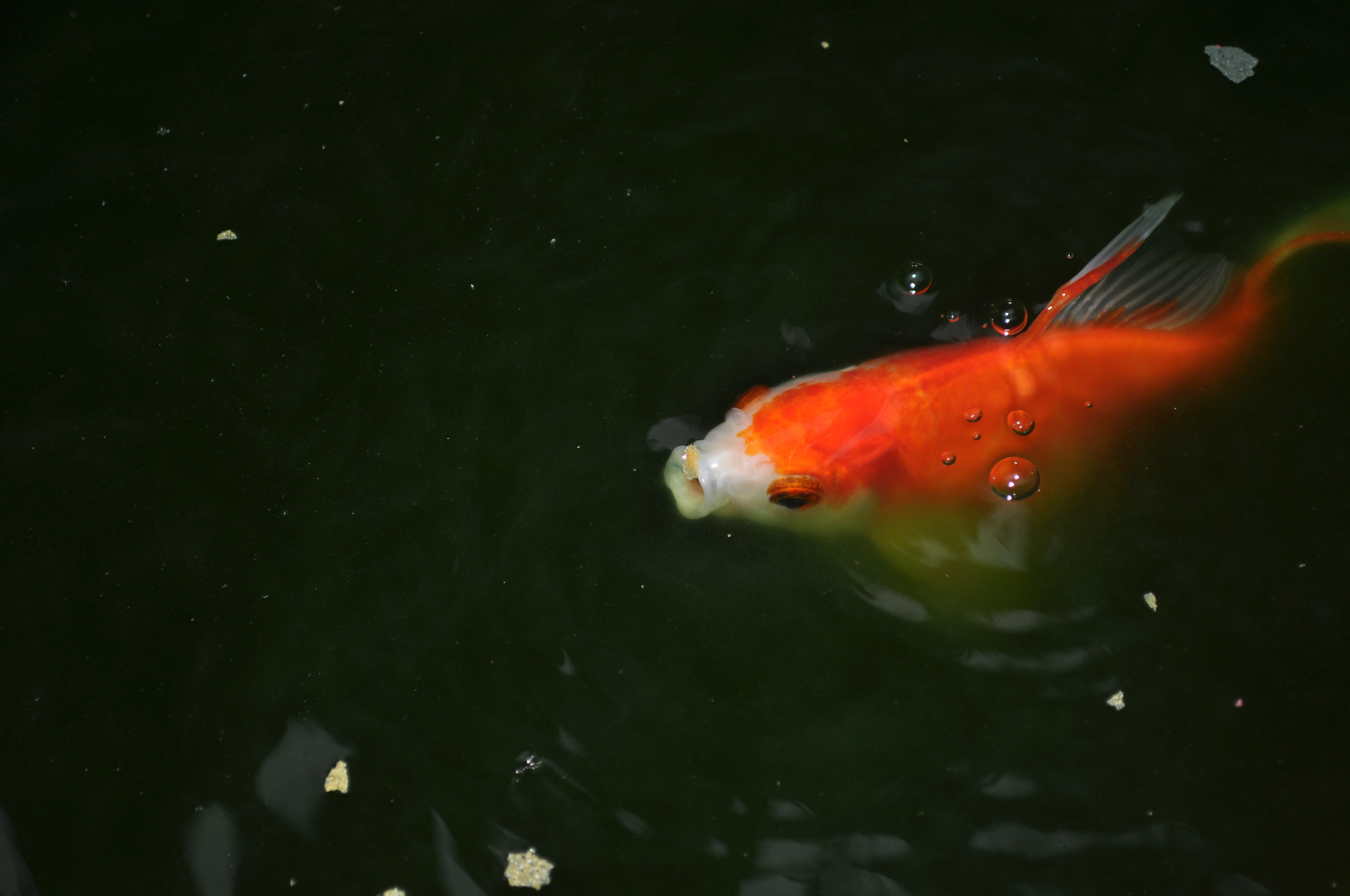 Gold fish in a pond photo
