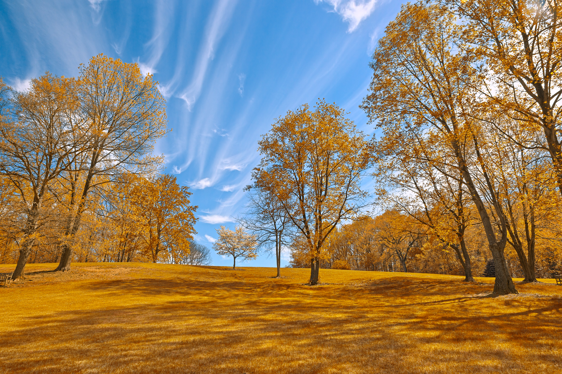 Gold Meadowlark Gardens - HDR, America, Scenery, Sky, Shadows, HQ Photo